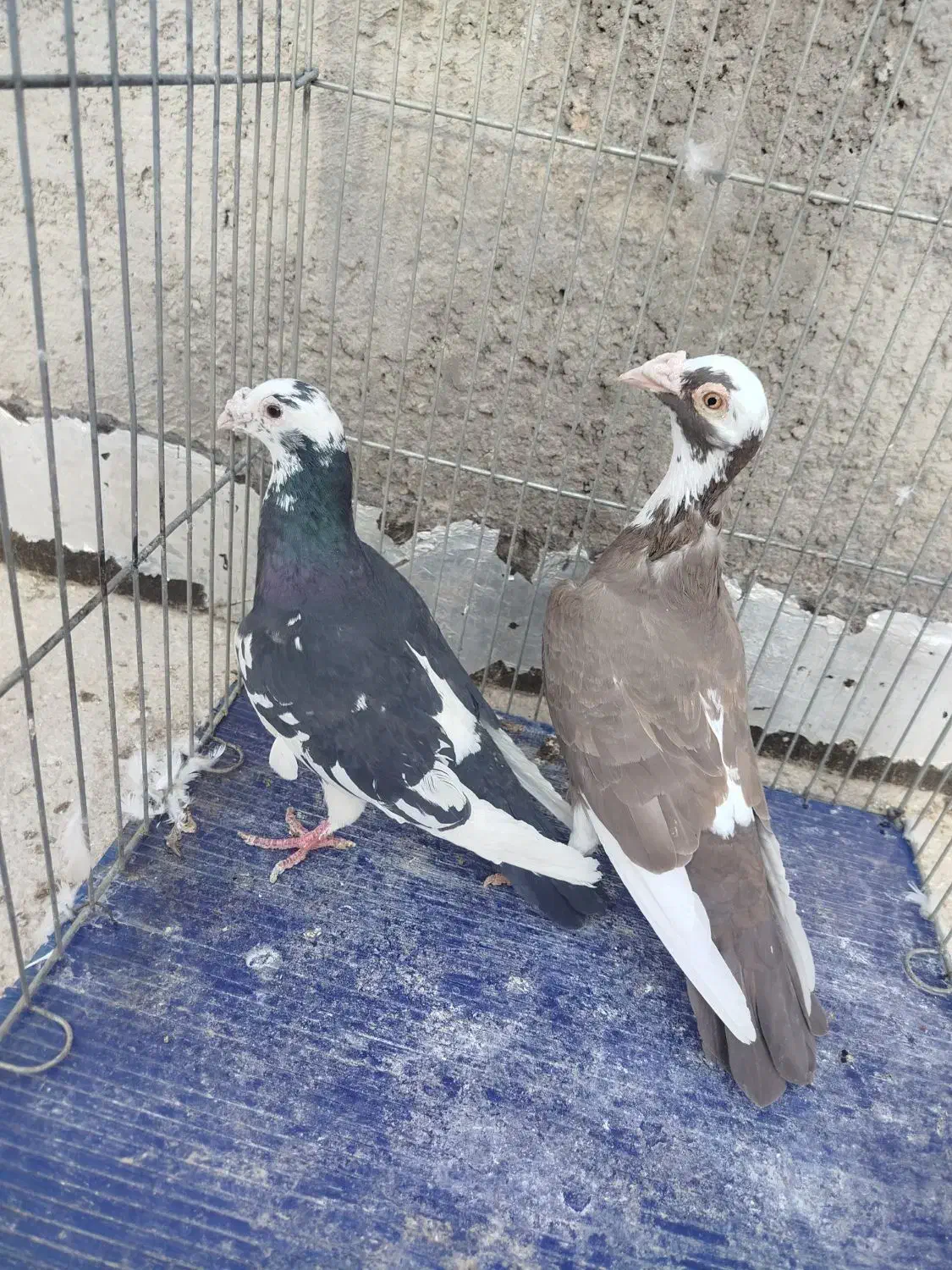 کبوتر|پرنده|بجنورد, |دیوار