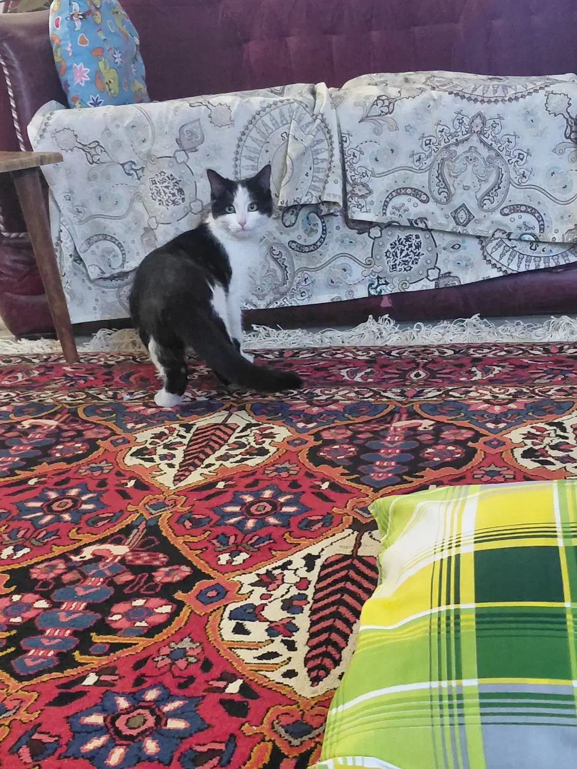 گربه تاکسیدو|گربه|اصفهان, بهارستان|دیوار