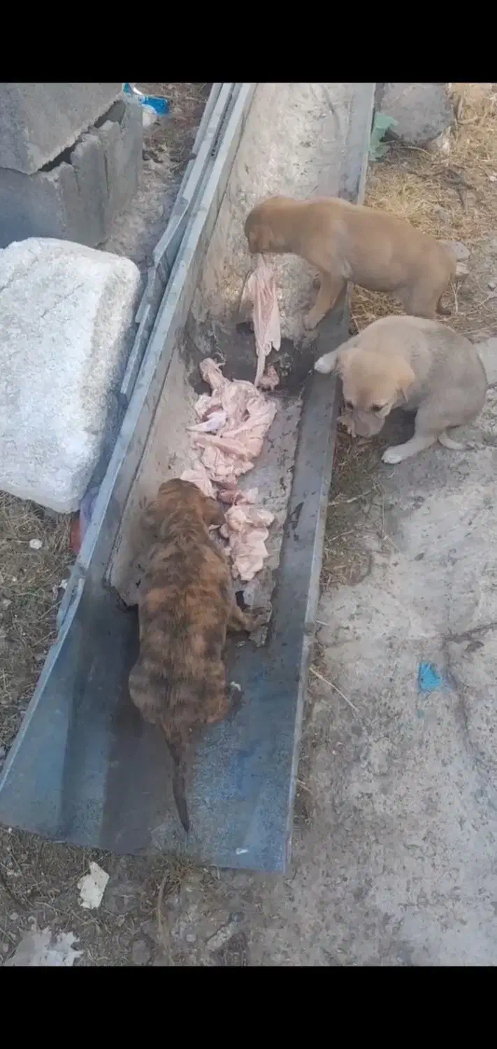 رایگان|سگ|قیدار, |دیوار