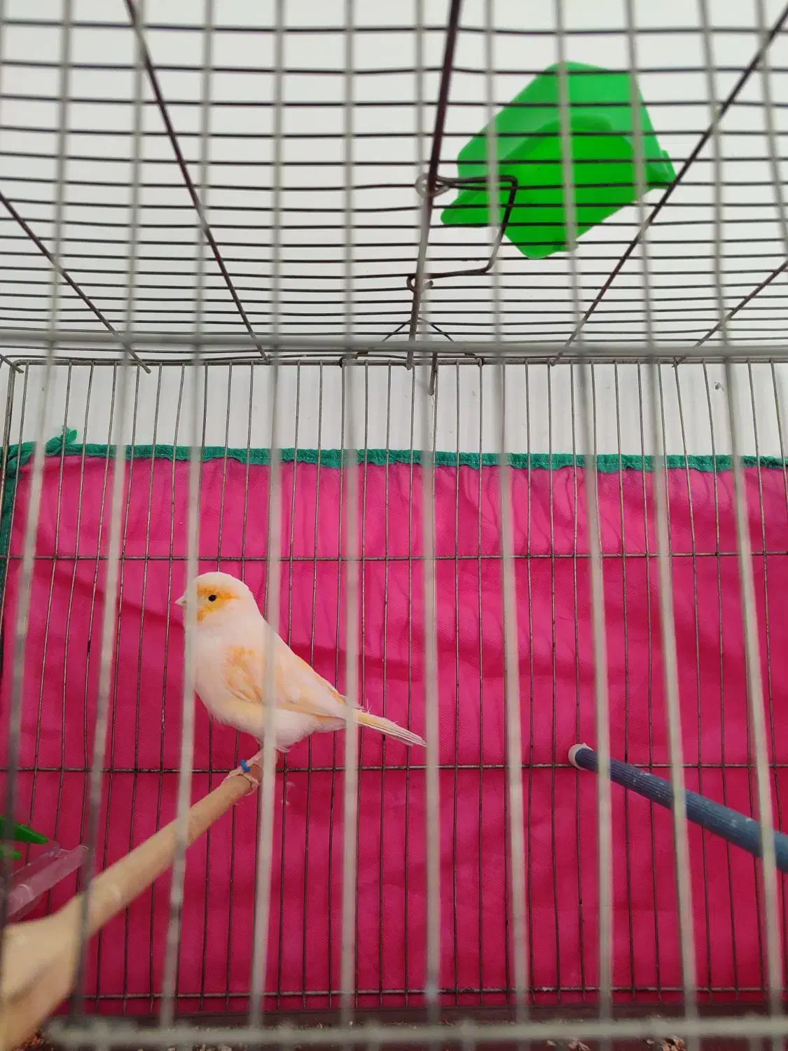 قناری مست ۶ دانگ بشرط|پرنده|کرمانشاه, |دیوار