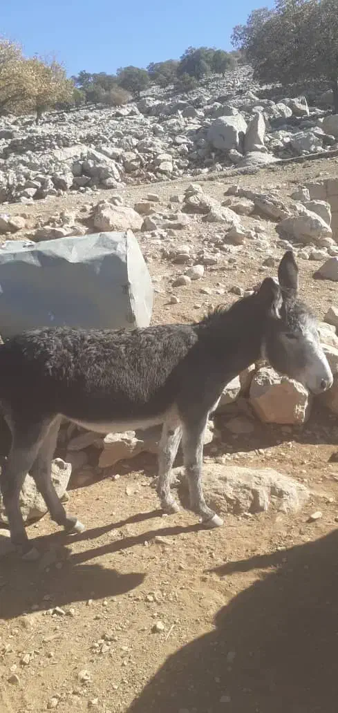 دو عدد کره خر|حیوانات مزرعه|ایذه, |دیوار