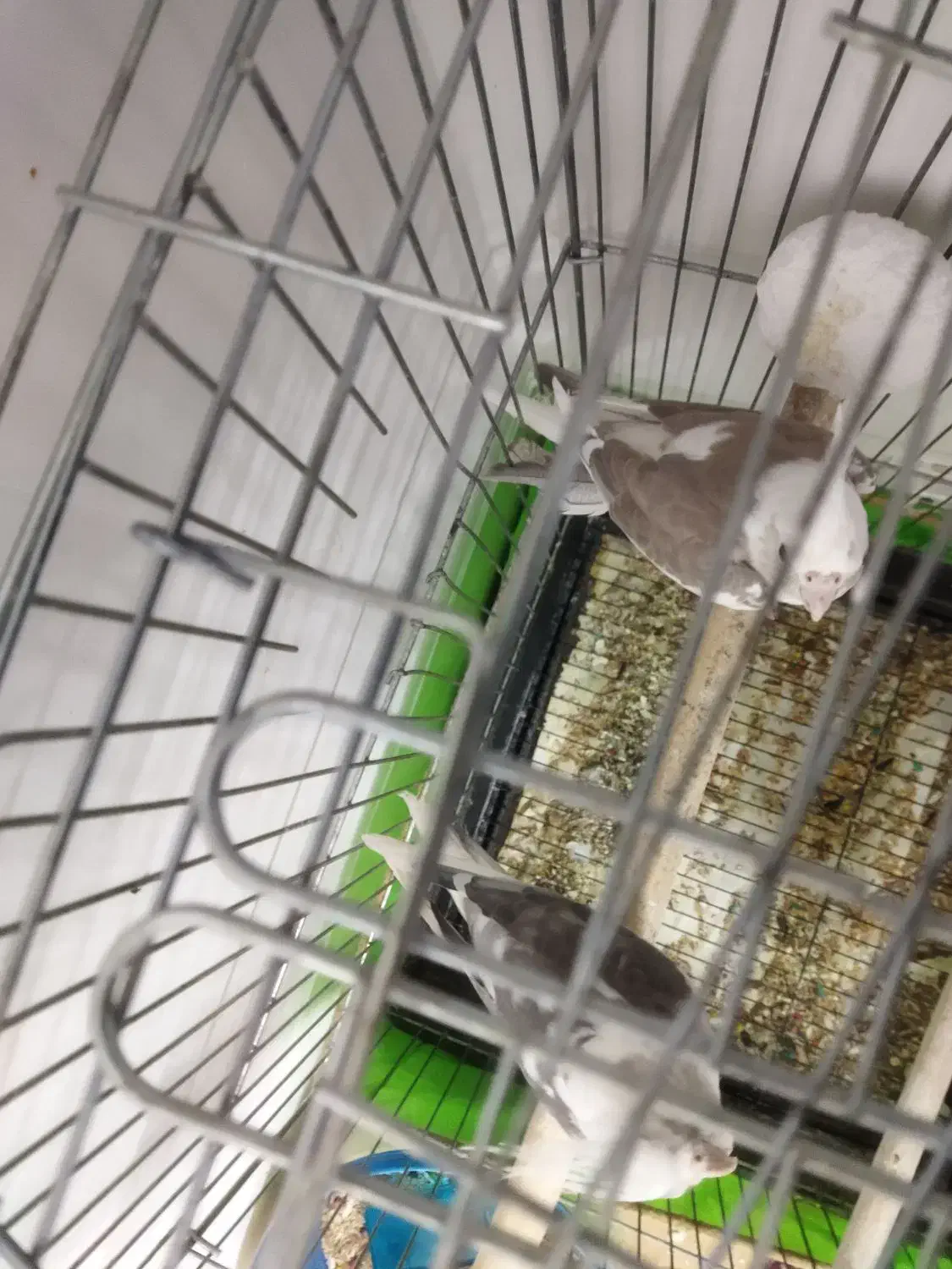 یک جفت عروس هلندی مولد|پرنده|محمدشهر, سیدآباد|دیوار