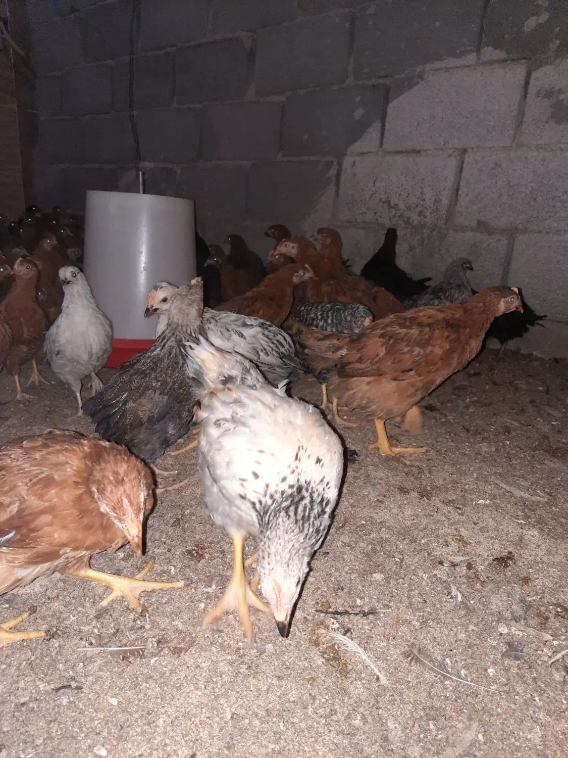 جوجه مرغ2ماهه گلپایگانی حراج واقعی دونه85|حیوانات مزرعه|شاهرود, |دیوار