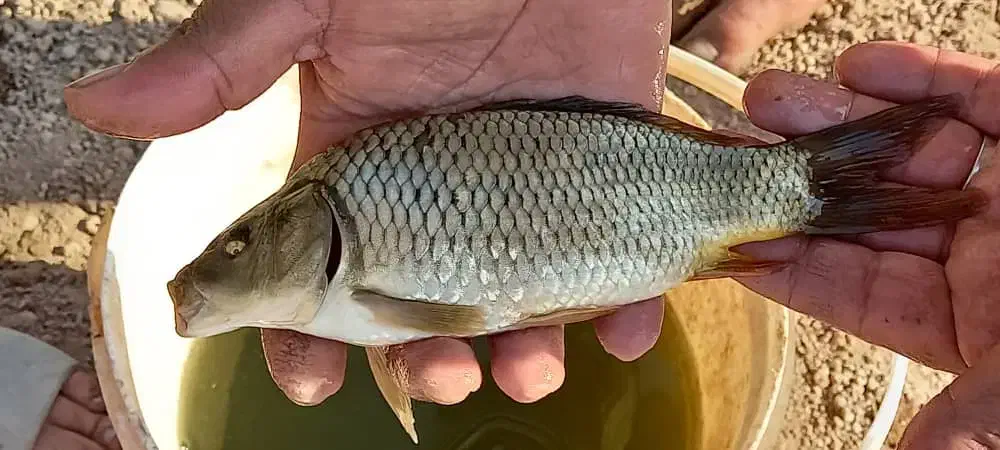 بچه ماهی کپور|ماهی|دزفول, |دیوار