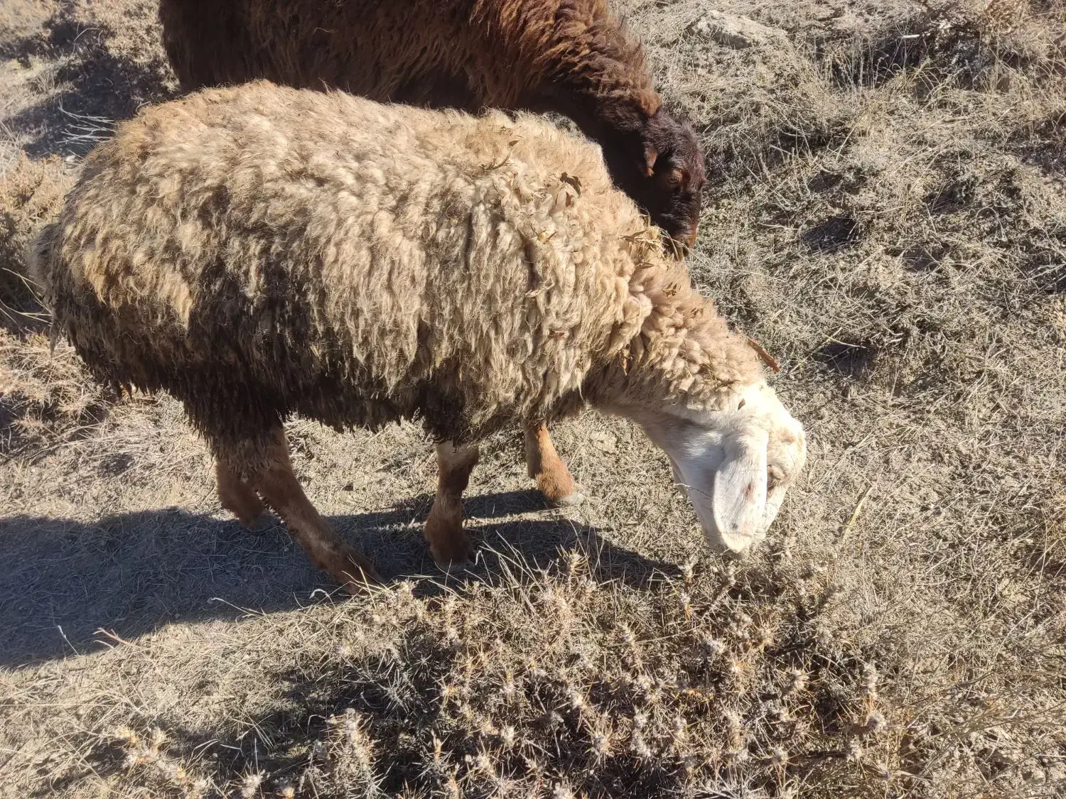 بره نر و ماده|حیوانات مزرعه|اردبیل, |دیوار