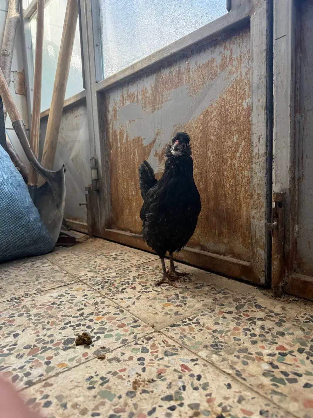 مرغ و خروس گلین|حیوانات مزرعه|فرخ‌شهر, |دیوار