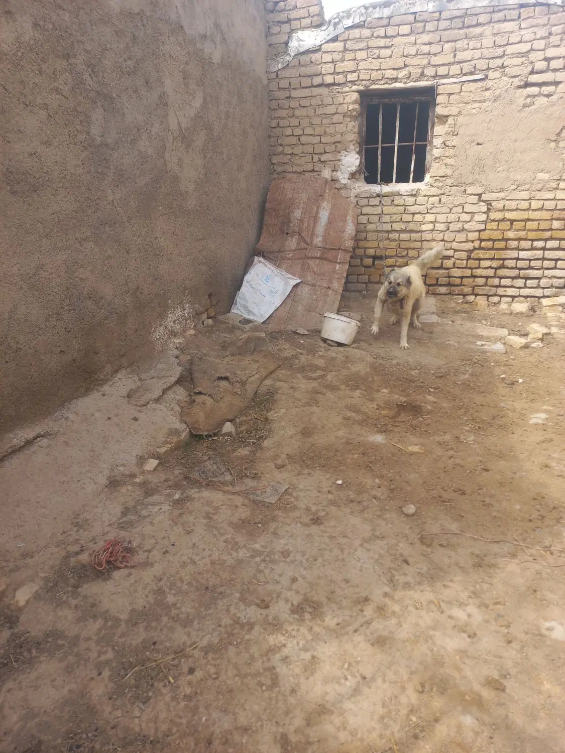 سگ...|سگ|شیروان (خراسان), |دیوار