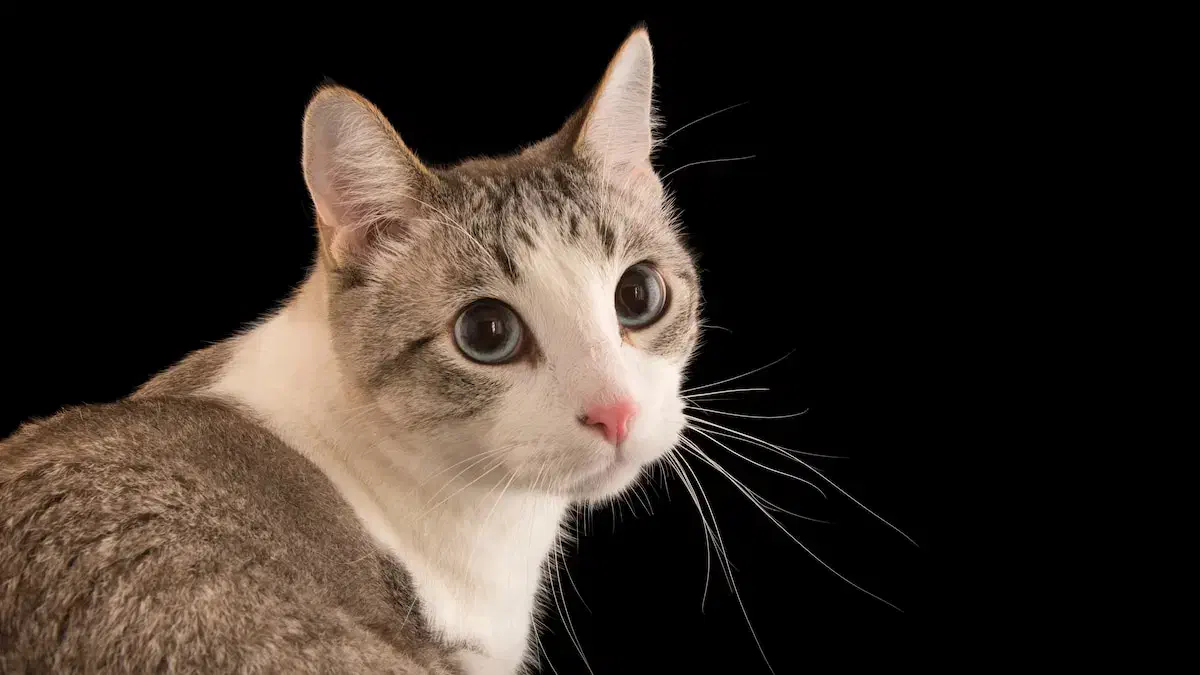 دنبال مهیار گلوی|حیوانات|زاهدان, |دیوار