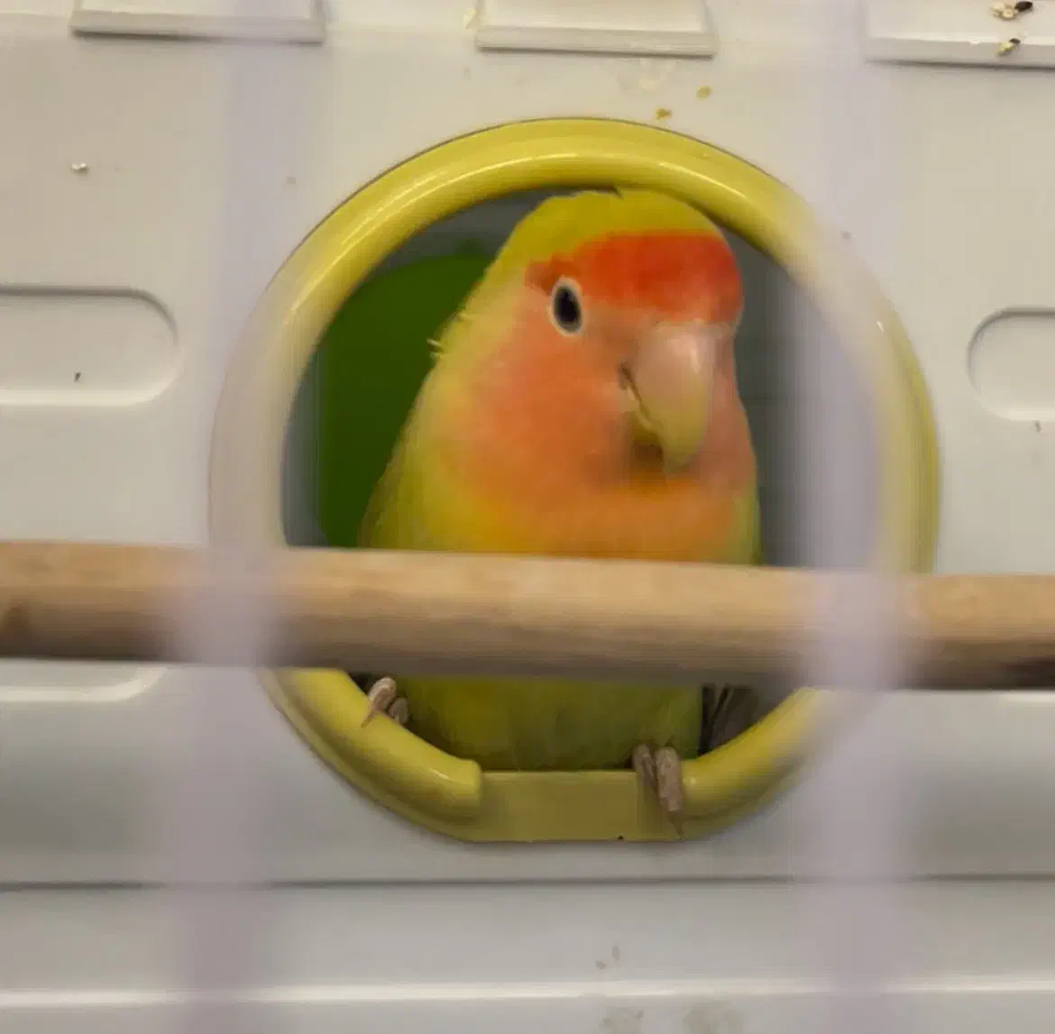 طوطی برزیلی ماده|پرنده|بابلسر, |دیوار