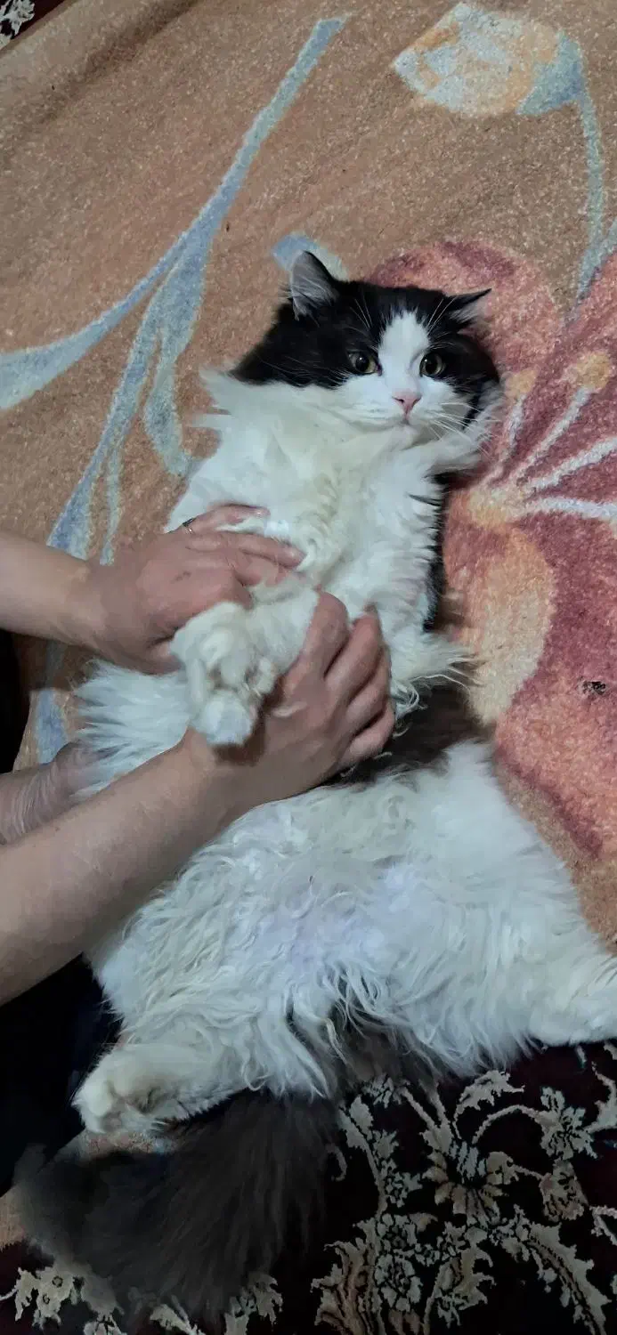 گربه بازیگوش|گربه|چهاردانگه (تهران), |دیوار