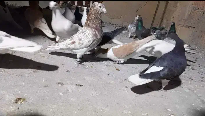 فروش کلی کفترها|پرنده|شیروان (خراسان), |دیوار