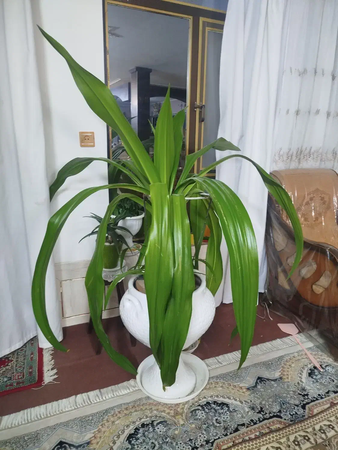 گل زیبا|گل و گیاه طبیعی|فلاورجان, |دیوار