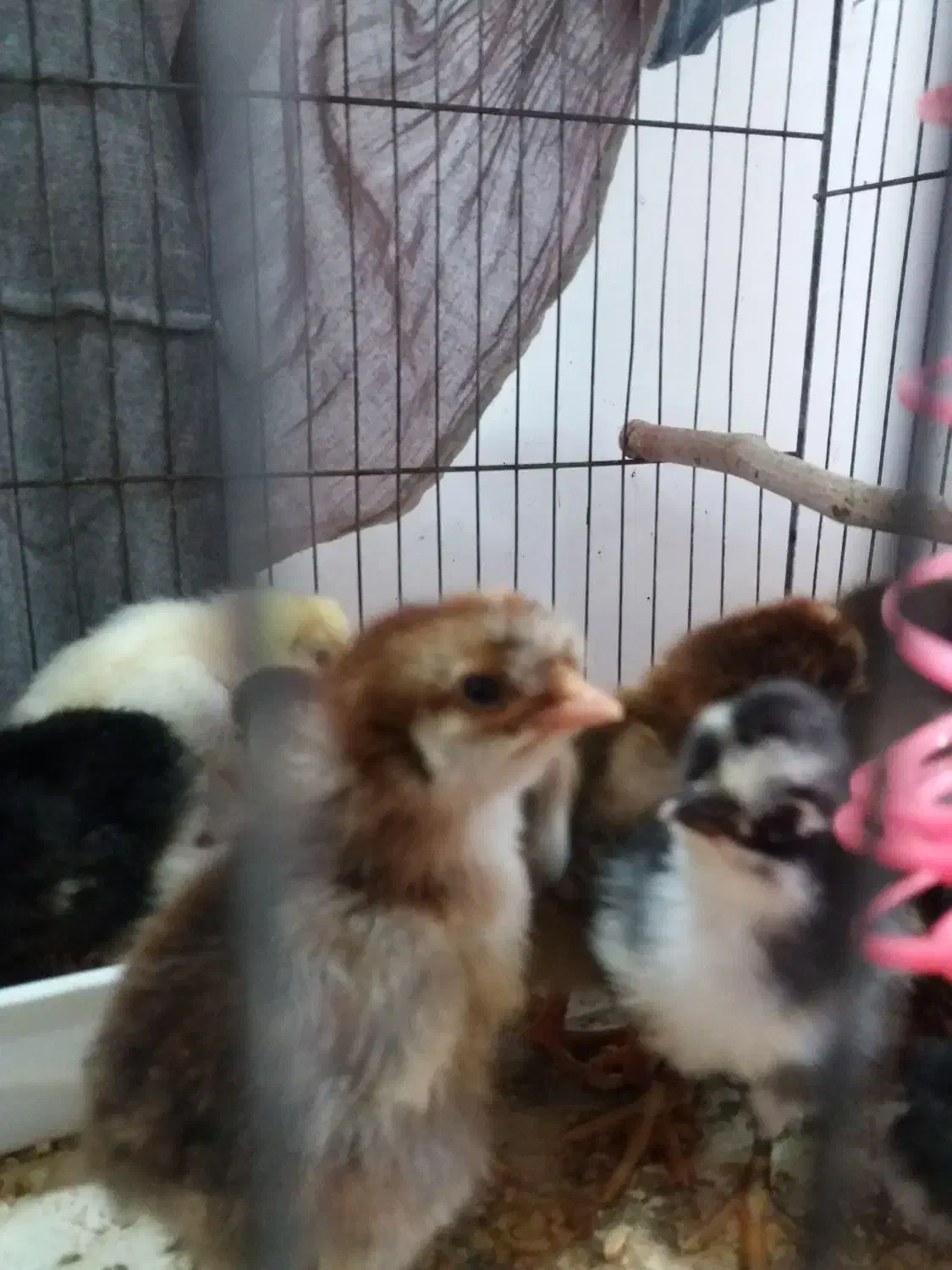 جوجه محلی کاکلی، گردن گلابی|حیوانات مزرعه|لاهیجان, کوی زمانی|دیوار