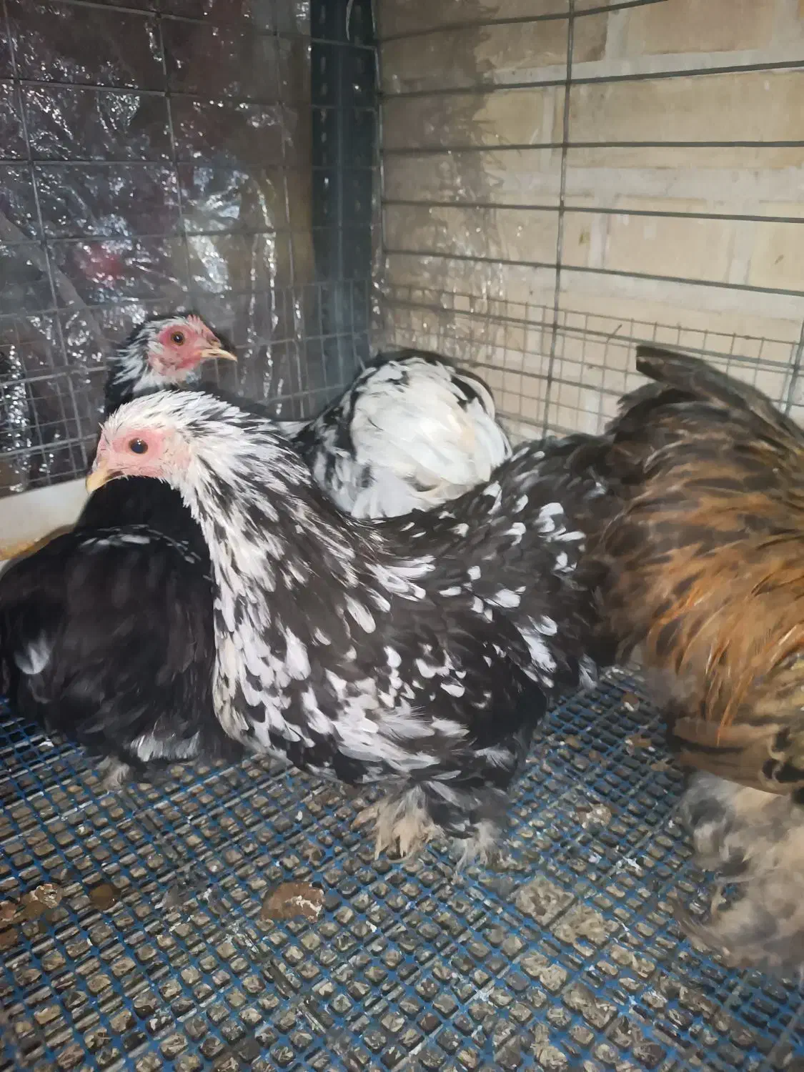 مرغ و خروس کوشین و گلین|حیوانات مزرعه|هشتگرد, شهرک راه آهن|دیوار