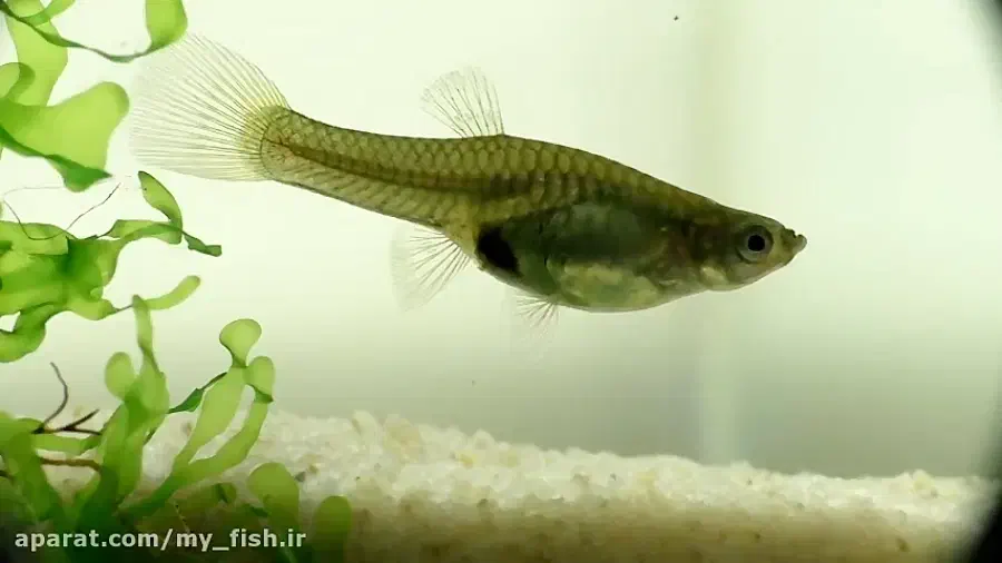 گوپی درشت|ماهی|اراک, |دیوار