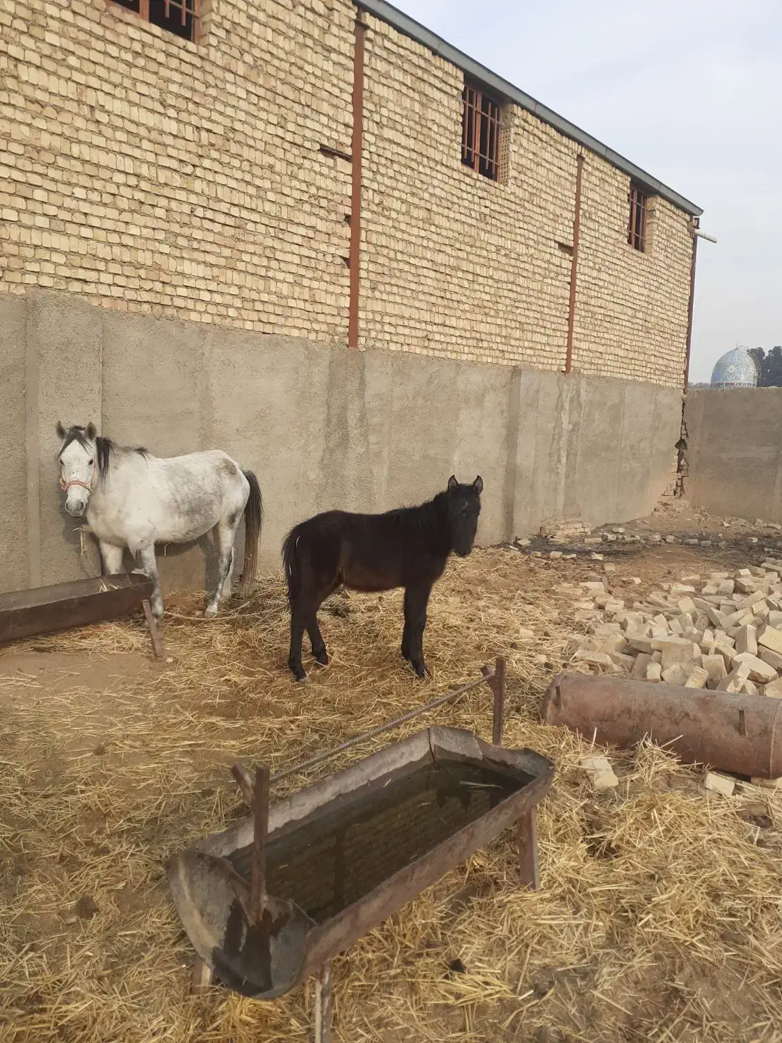 کره اسب نریون|اسب و تجهیزات اسبسواری|ورامین, ورامین|دیوار