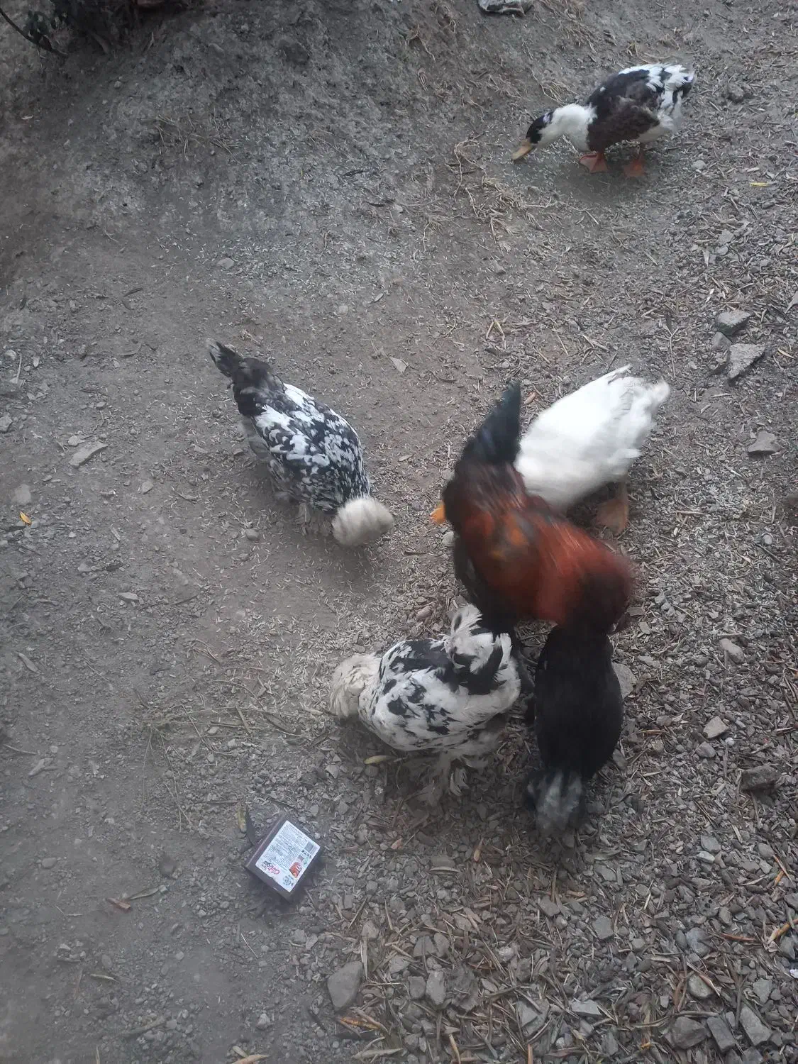 مرغ خروس لهستانی پاپر|پرنده|رودبار, |دیوار