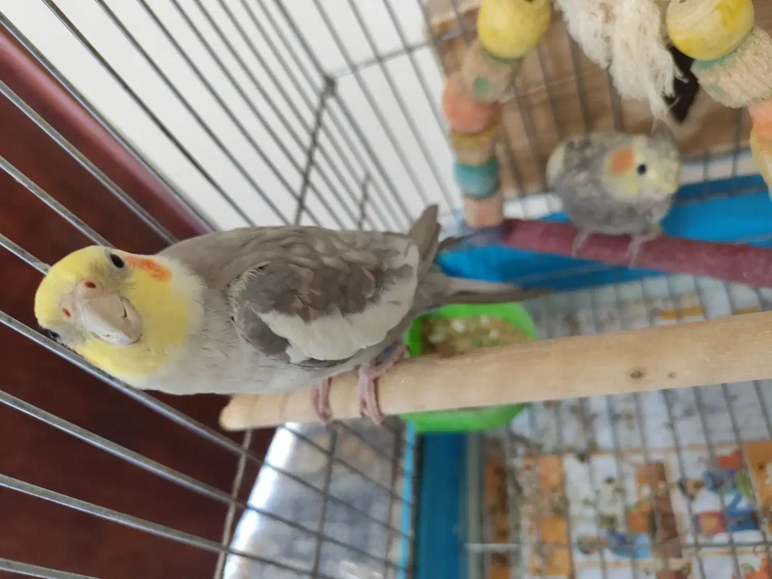 عروس هلندی|پرنده|رشت, جانبازان|دیوار