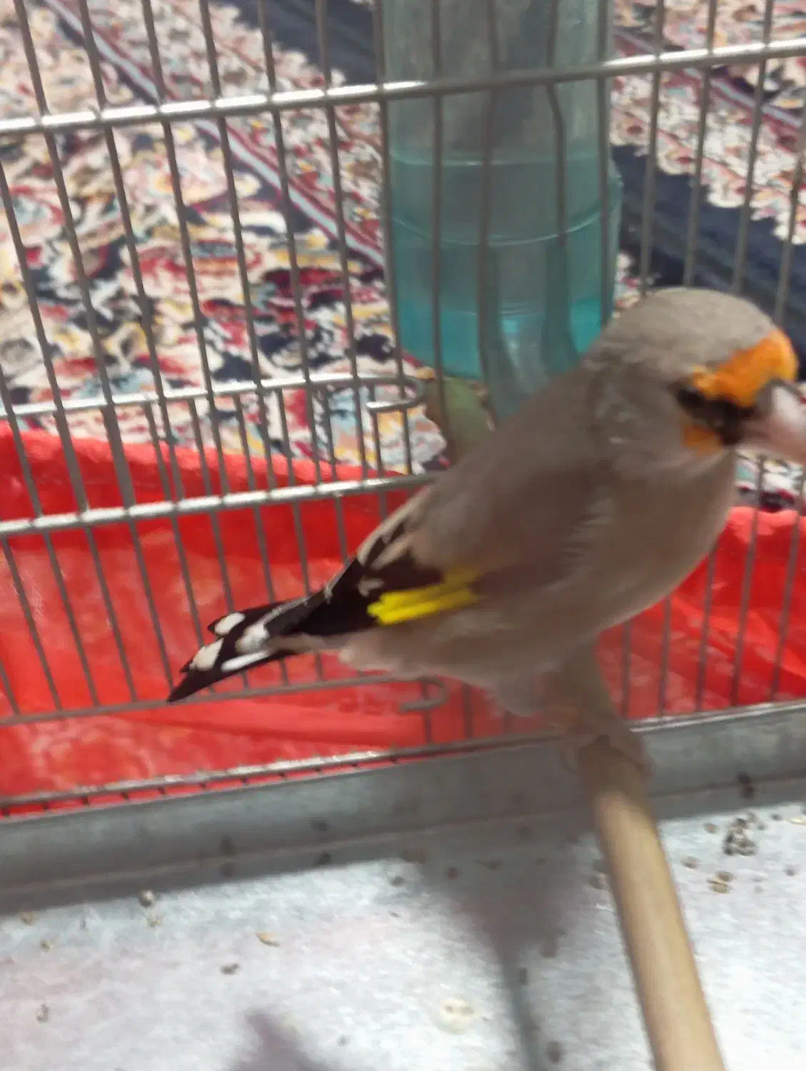 سلام دو عدد سهره نر یکی رسمی یکی دورگ|پرنده|پاکدشت, پاکدشت (مامازند)|دیوار