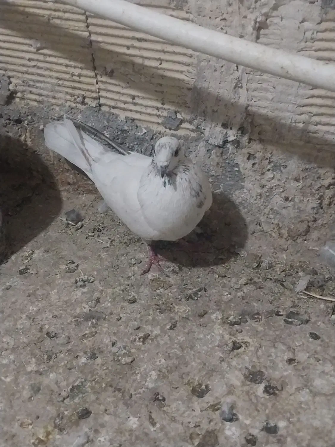 کفتر یا پرنده|پرنده|ساوه, |دیوار