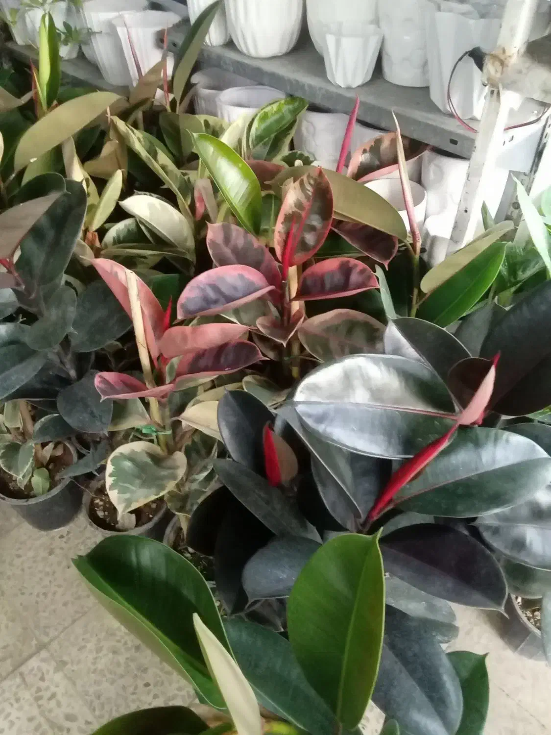 گل گلخانه|گل و گیاه طبیعی|ارومیه, |دیوار