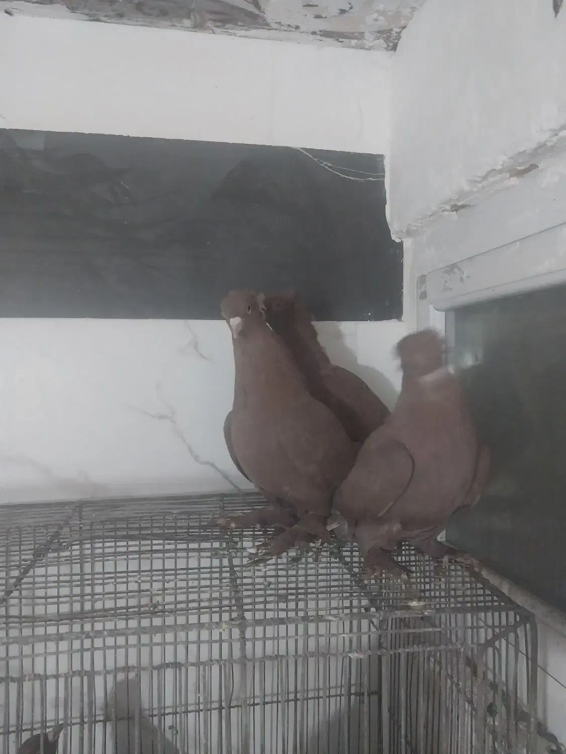 کبوتر رواعب تعویض با ماده|پرنده|قم, شاه سید علی|دیوار