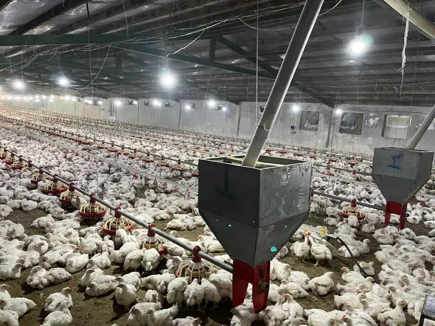 مرغداری ۳۰ هزار قطعه|فروش دفتر صنعتی، کشاورزی، تجاری|اردبیل, |دیوار