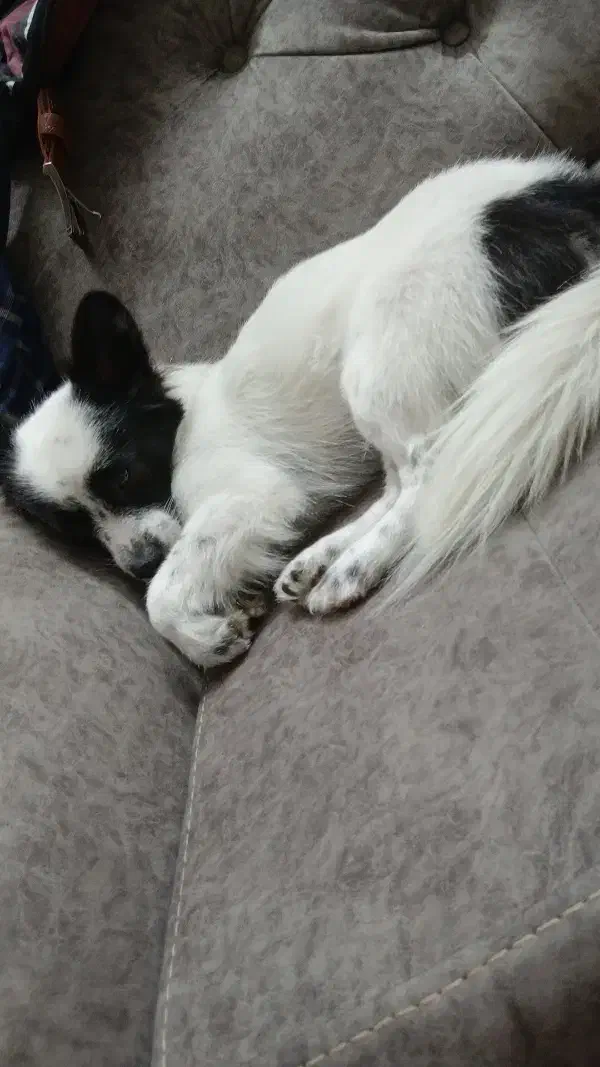 فروش سگ|سگ|پاکدشت, پاکدشت (مامازند)|دیوار