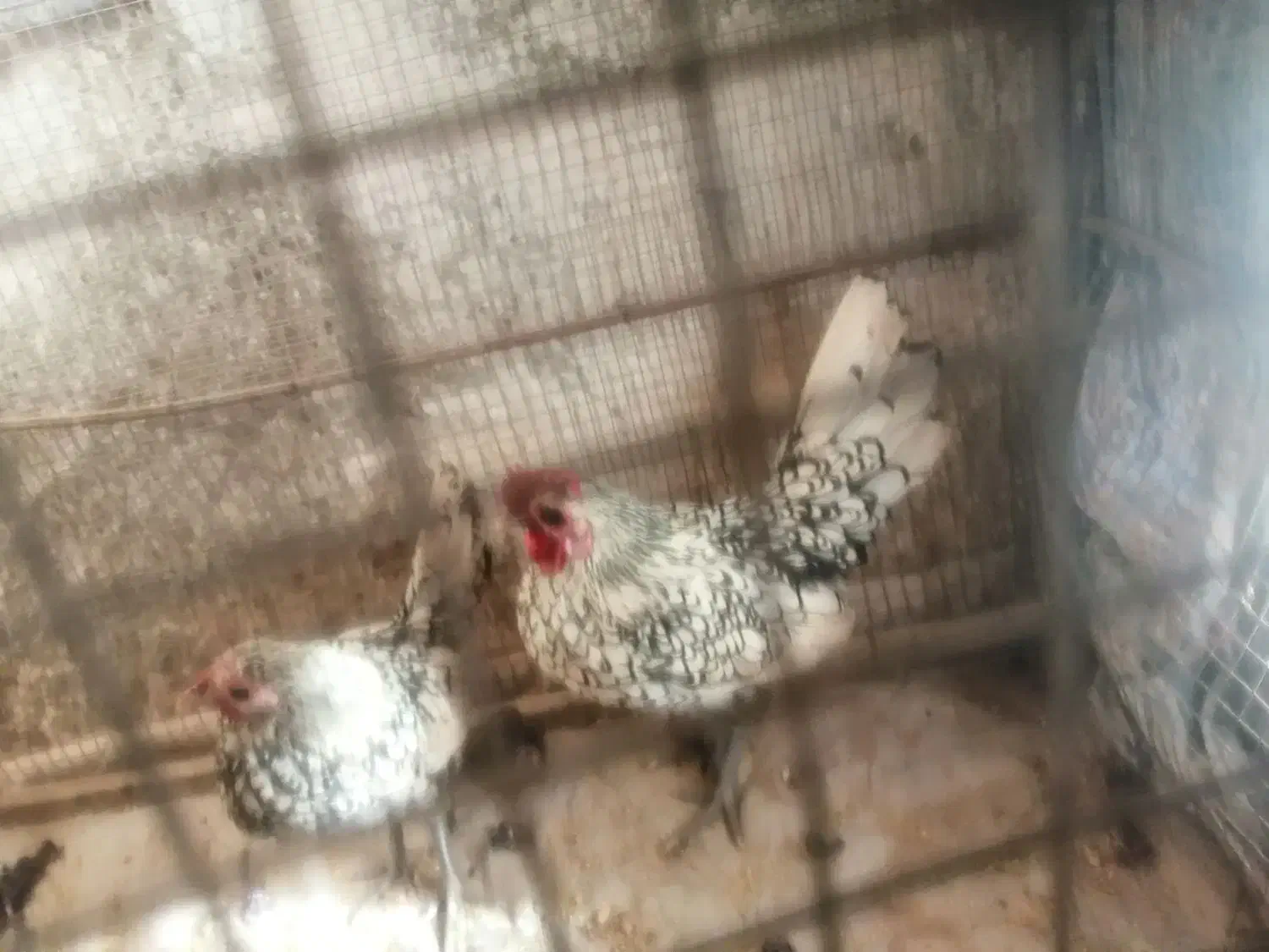 مرغ خروس مینیاتوری|حیوانات مزرعه|خوسف, |دیوار