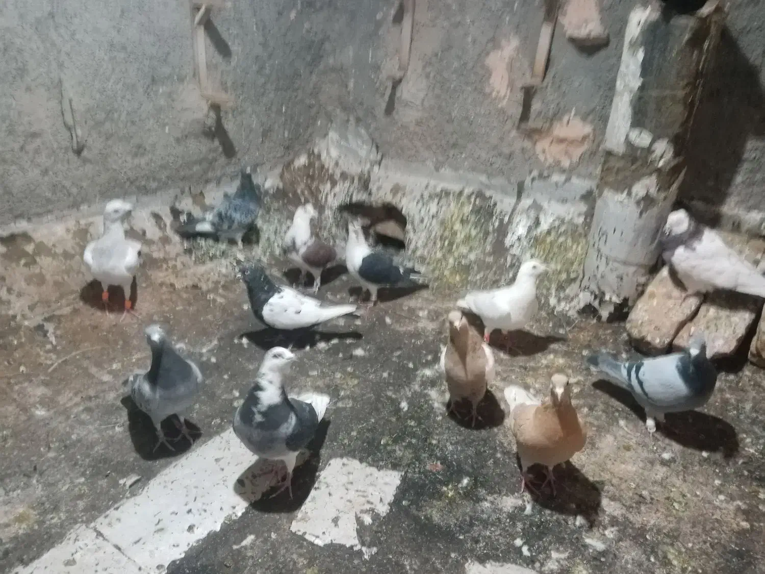 ۱۲عدد پرنده پرشی همه زدوخوردی مال تیغه|پرنده|جوین, |دیوار