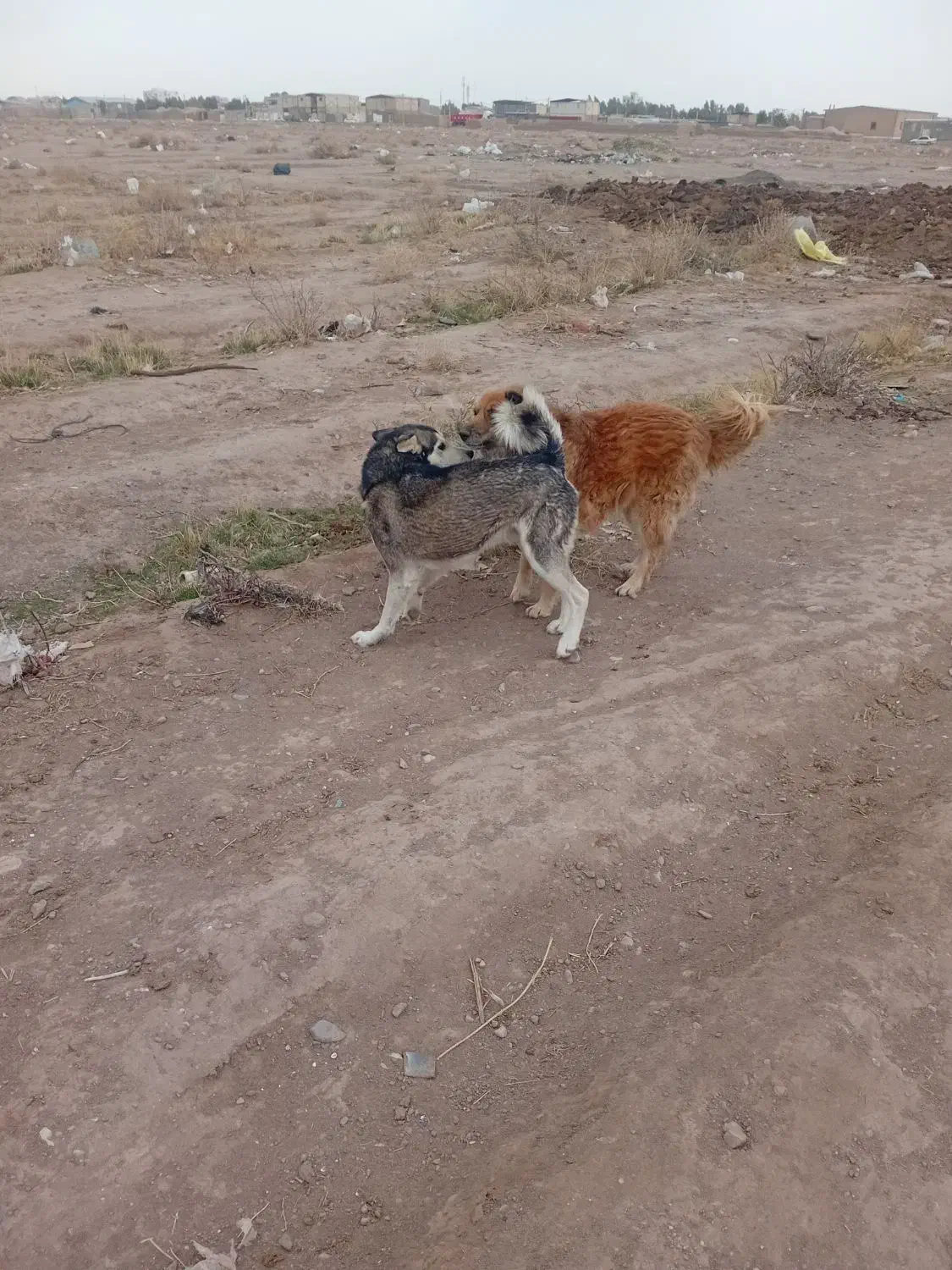 سگ هاسگی|سگ|سیرجان, |دیوار