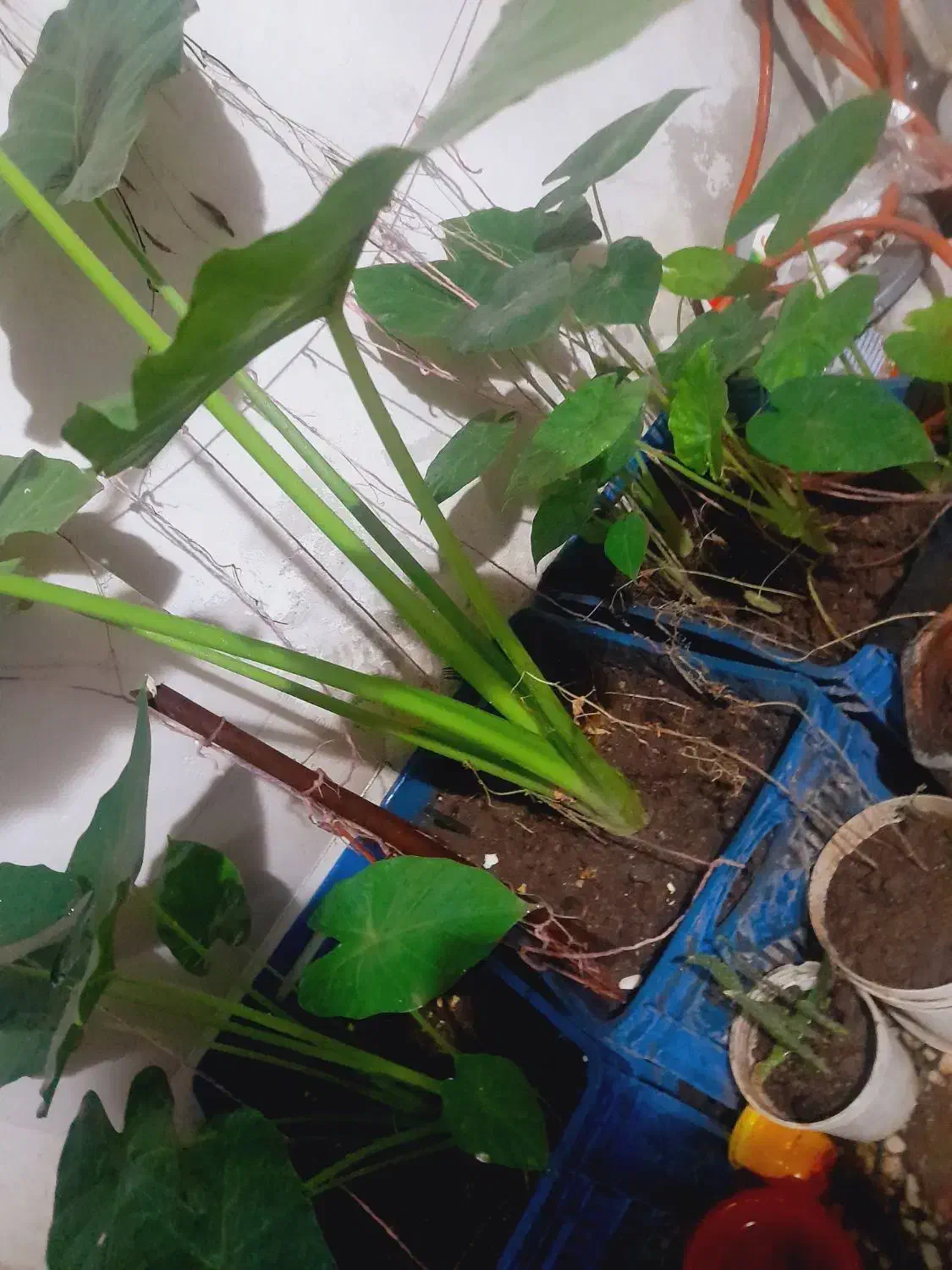 گل باباآدم|گل و گیاه طبیعی|رشت, کوی فکوری|دیوار