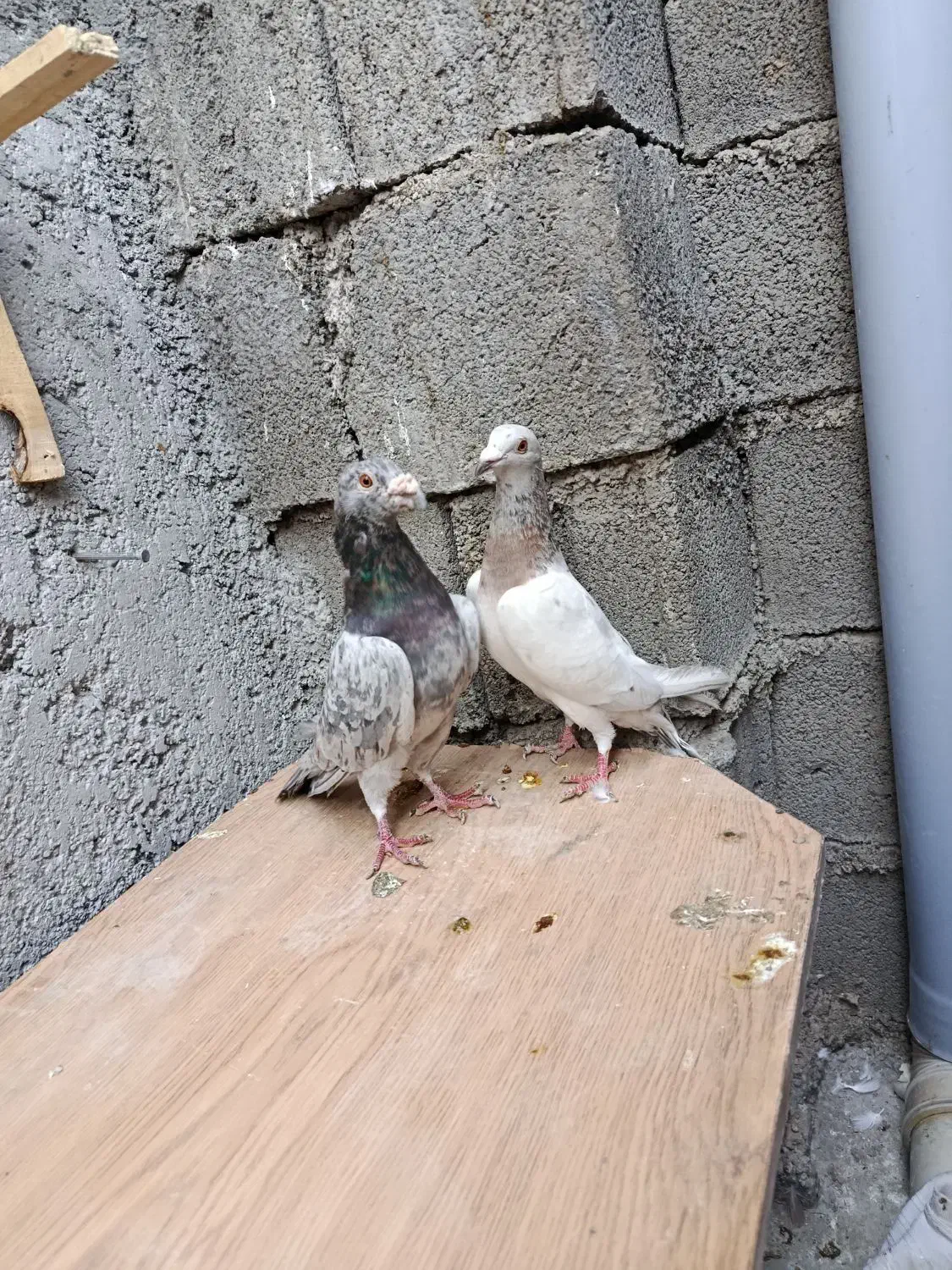 پرنده کبوتر|پرنده|دوگنبدان, |دیوار