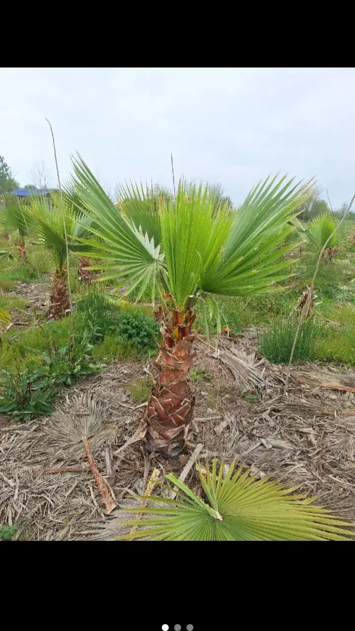 باغچه ای فضای سبز گل بیرون|گل و گیاه طبیعی|سیاهکل, |دیوار