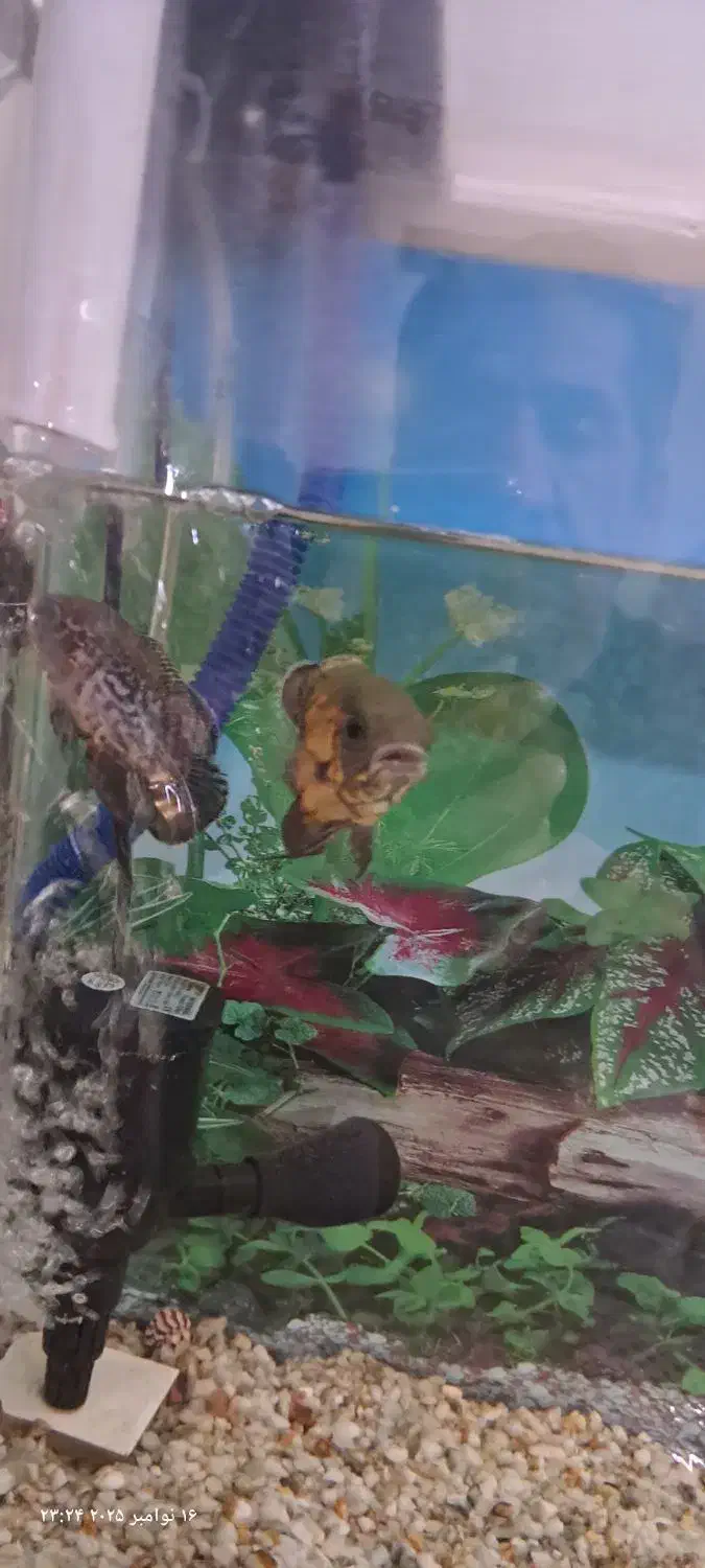 آکواریوم همراه ماهی سه عدد اسکار و کوسه|ماهی|ملایر, |دیوار