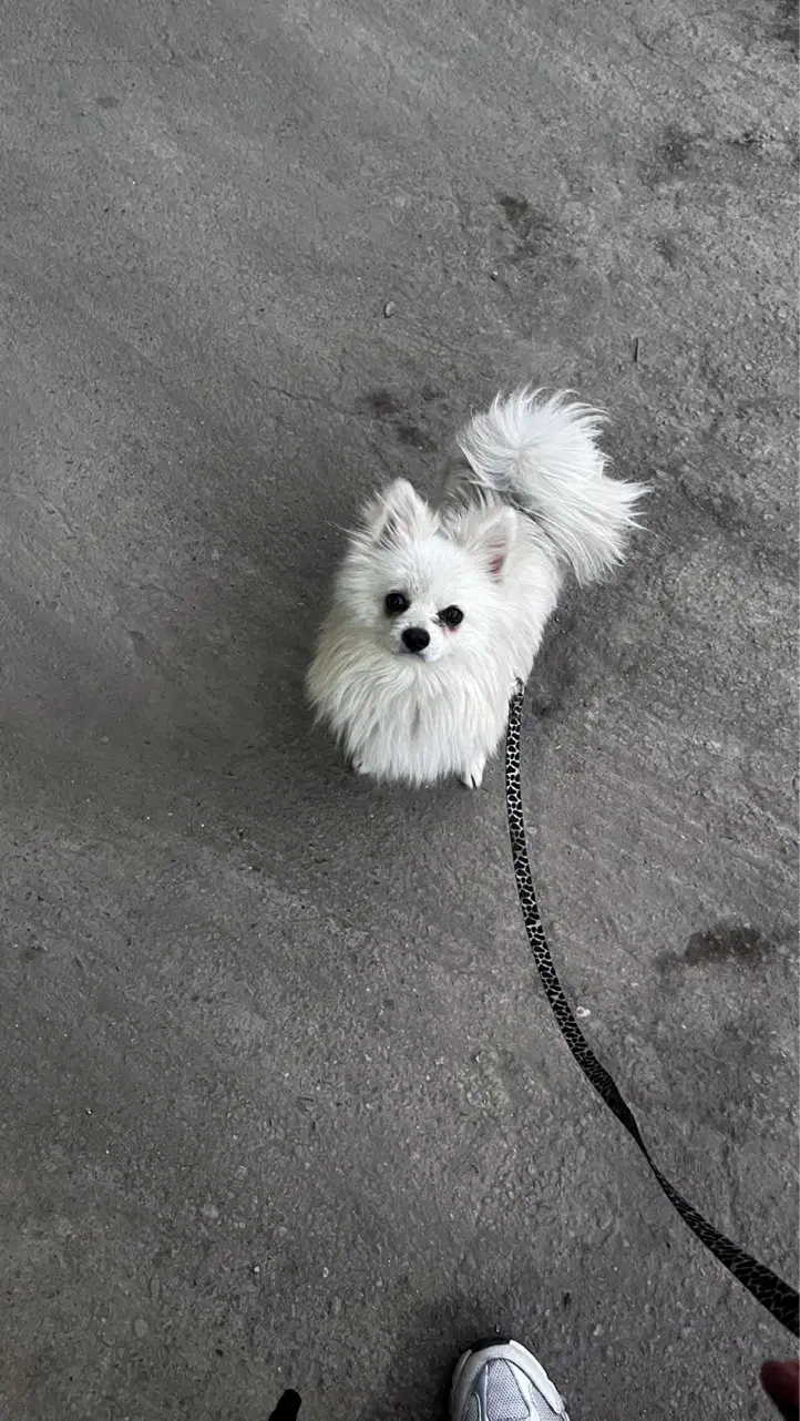 سگ پامرانین|سگ|قم, امامزاده ابراهیم|دیوار