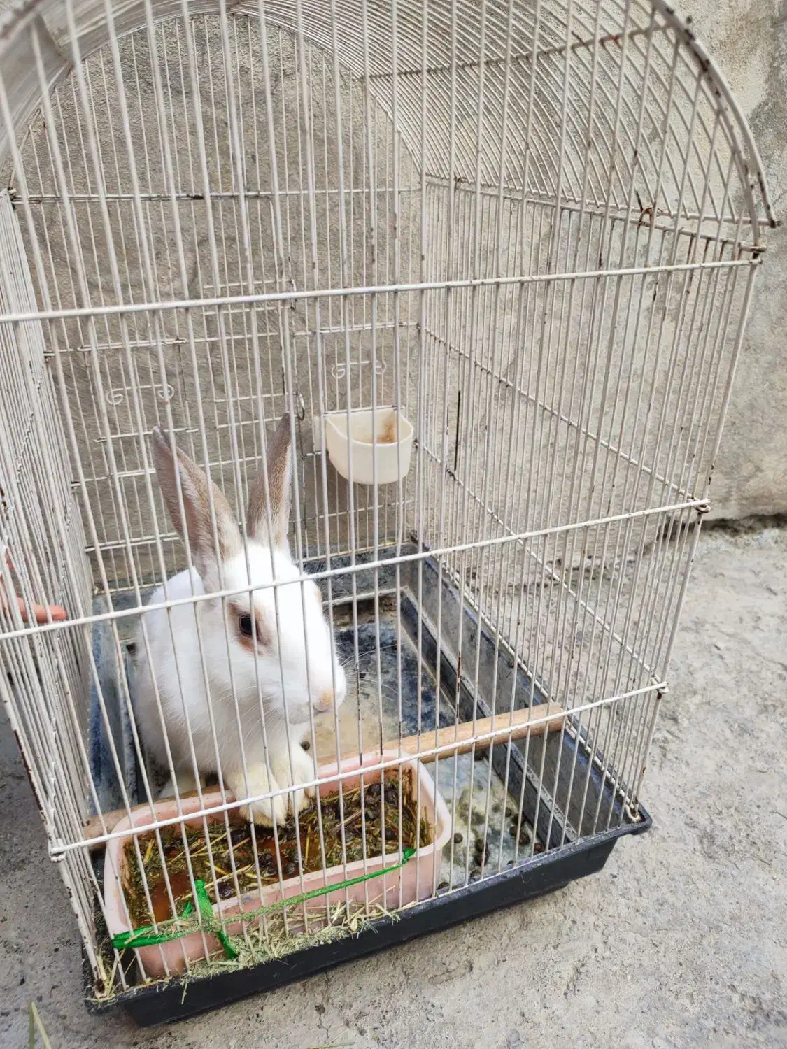 خرگوش|موش و خرگوش|کرمانشاه, |دیوار