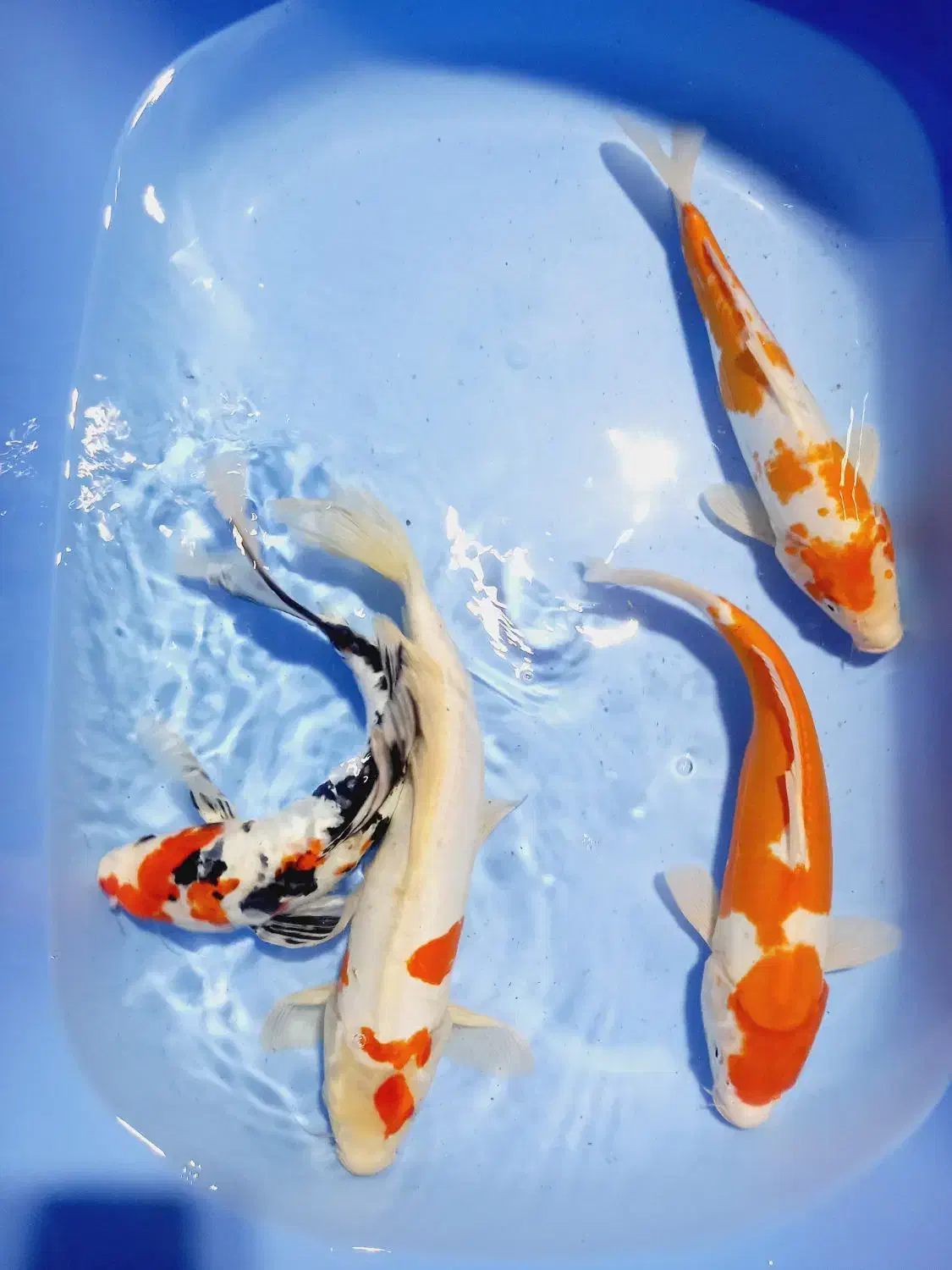 ماهی زیبای برکه و اکواریم کوی|ماهی|تهران, خرمشهر|دیوار