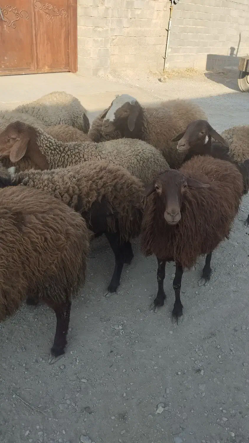 تعدادی گوسفندبرای فروش دارم9عددماده دوتا و هستند|حیوانات مزرعه|صحنه, |دیوار