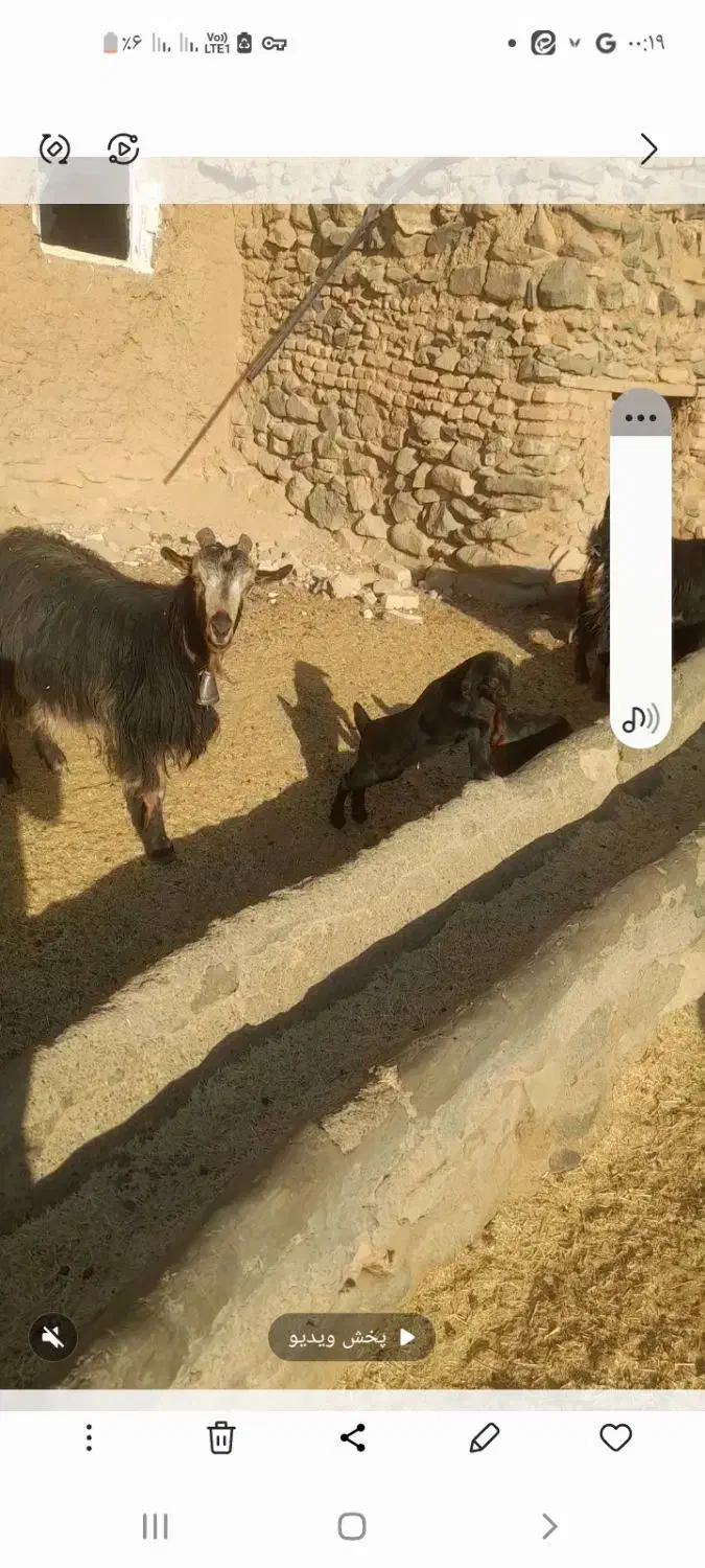 بز بزغاله دا ر|حیوانات مزرعه|سلفچگان, |دیوار