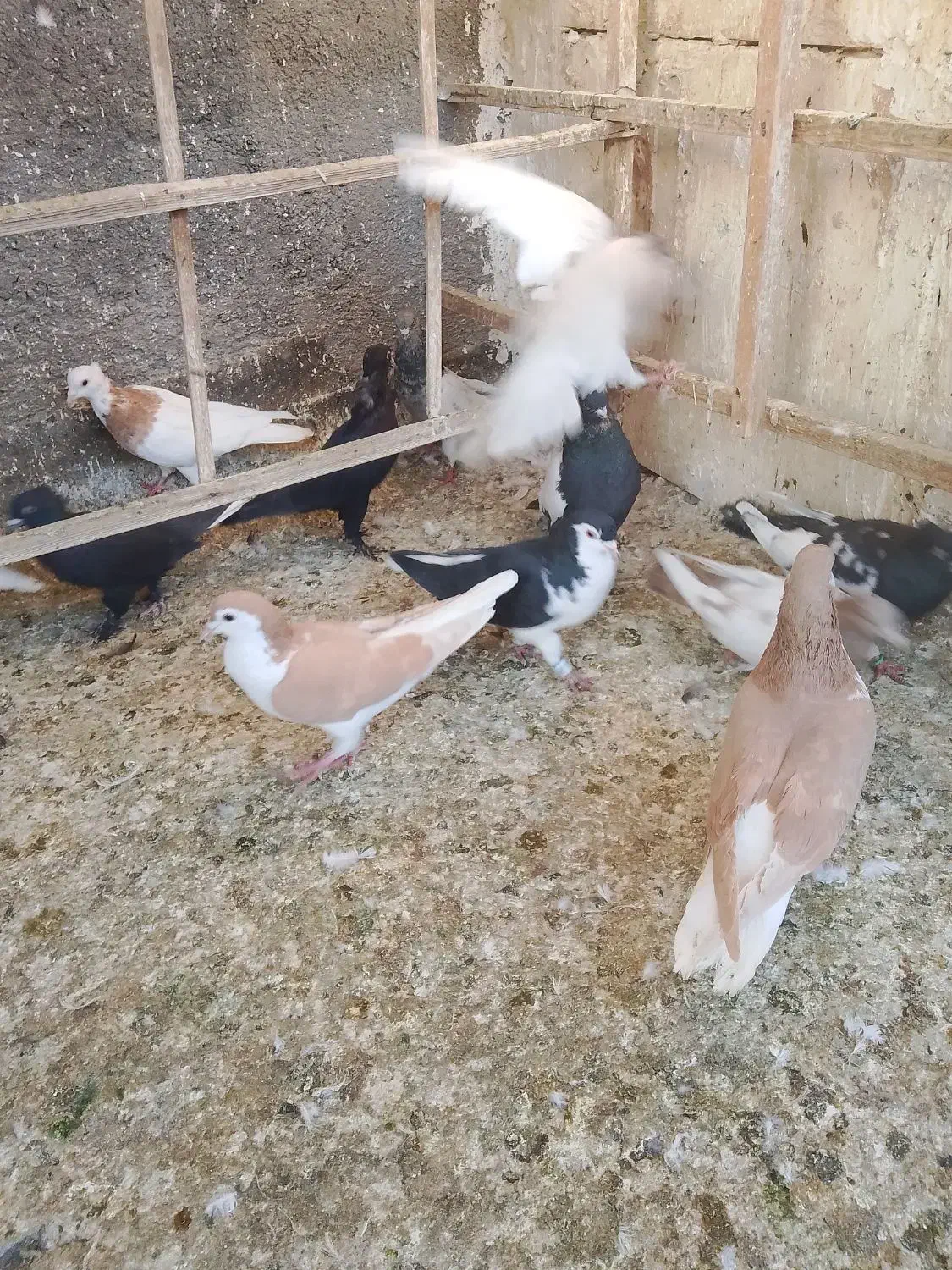 کفتر رنگی|پرنده|مشهد, کشف|دیوار