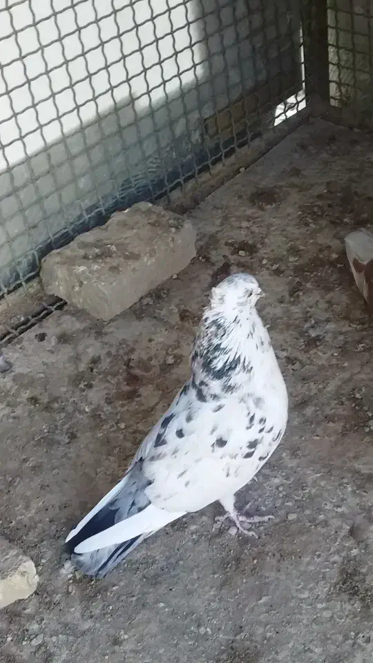 یه جفت کفتر پرش سنگین پشت گرگی و نسل سرور و گرگی|پرنده|هشتگرد, فاز ۲ مهستان|دیوار