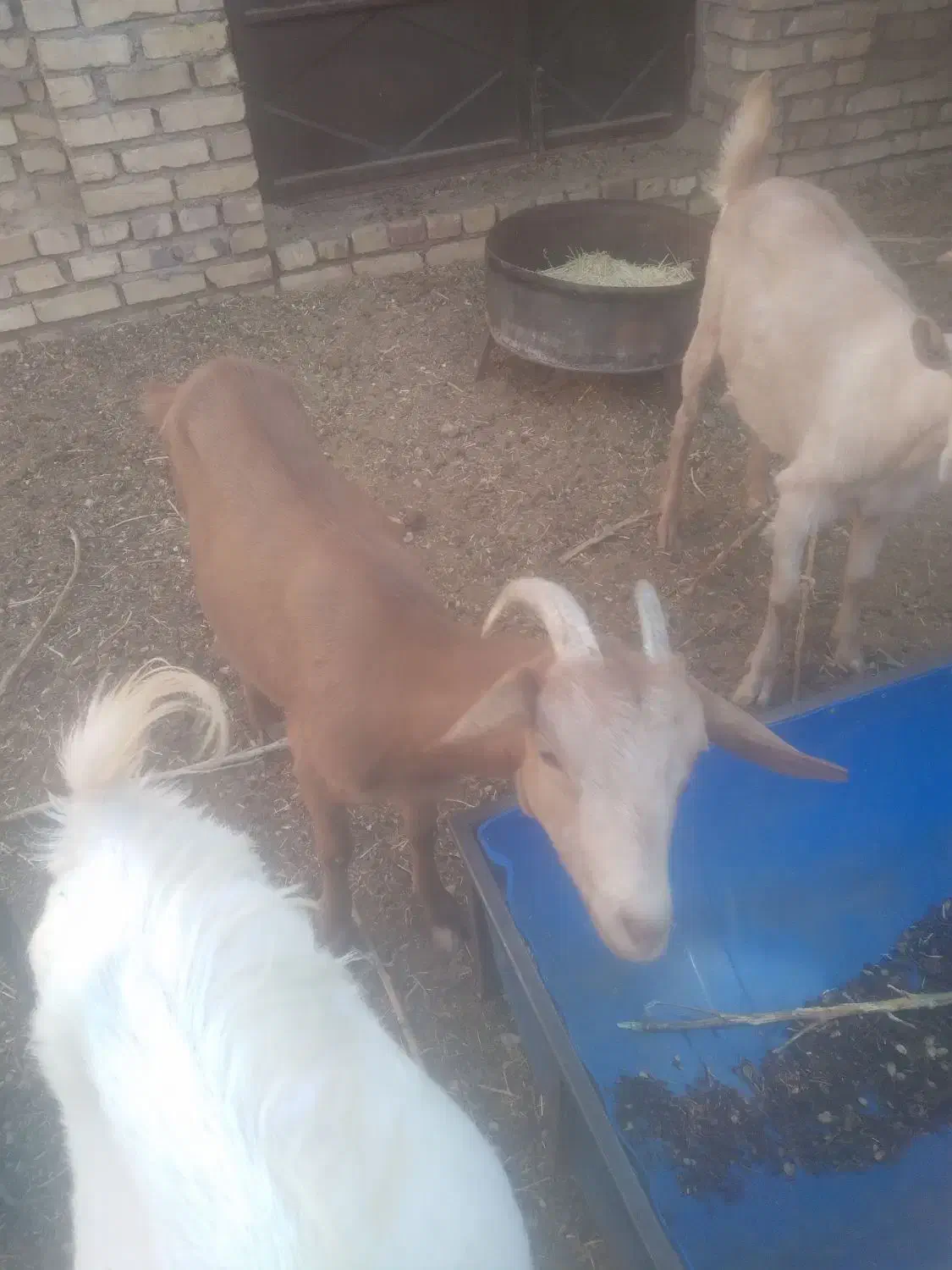 بز غاله،|حیوانات مزرعه|اردکان, |دیوار