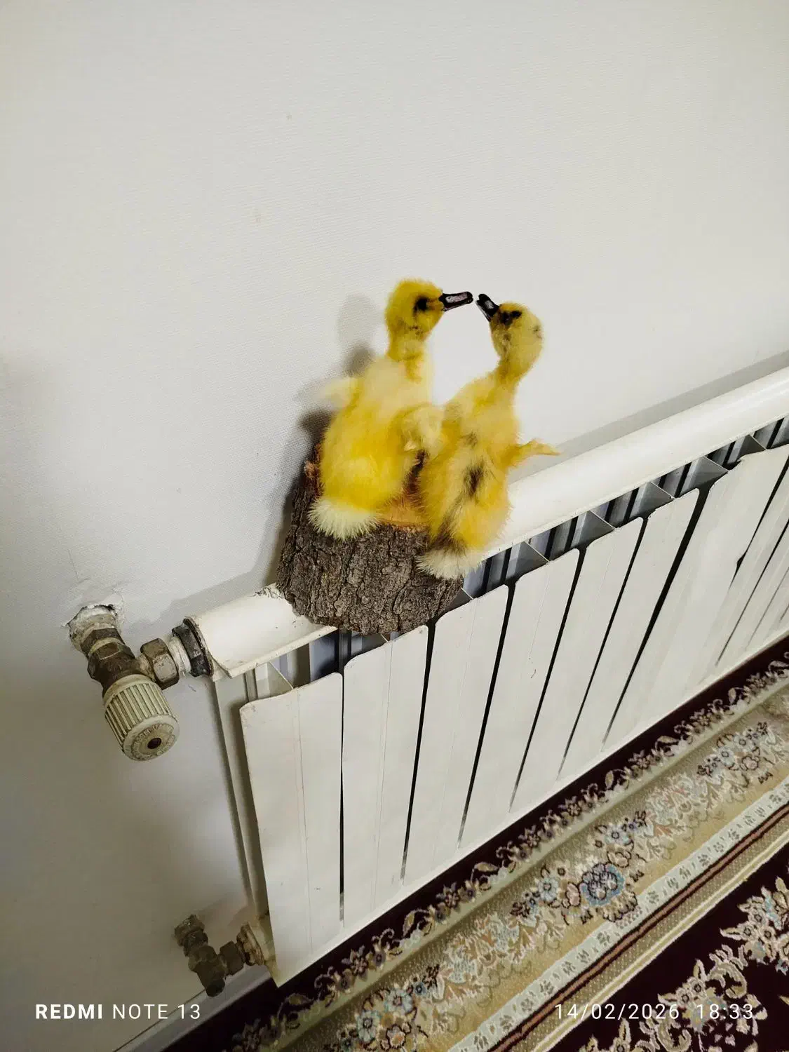 مجسمه|مجسمه، تندیس، ماکت|ایلام, |دیوار