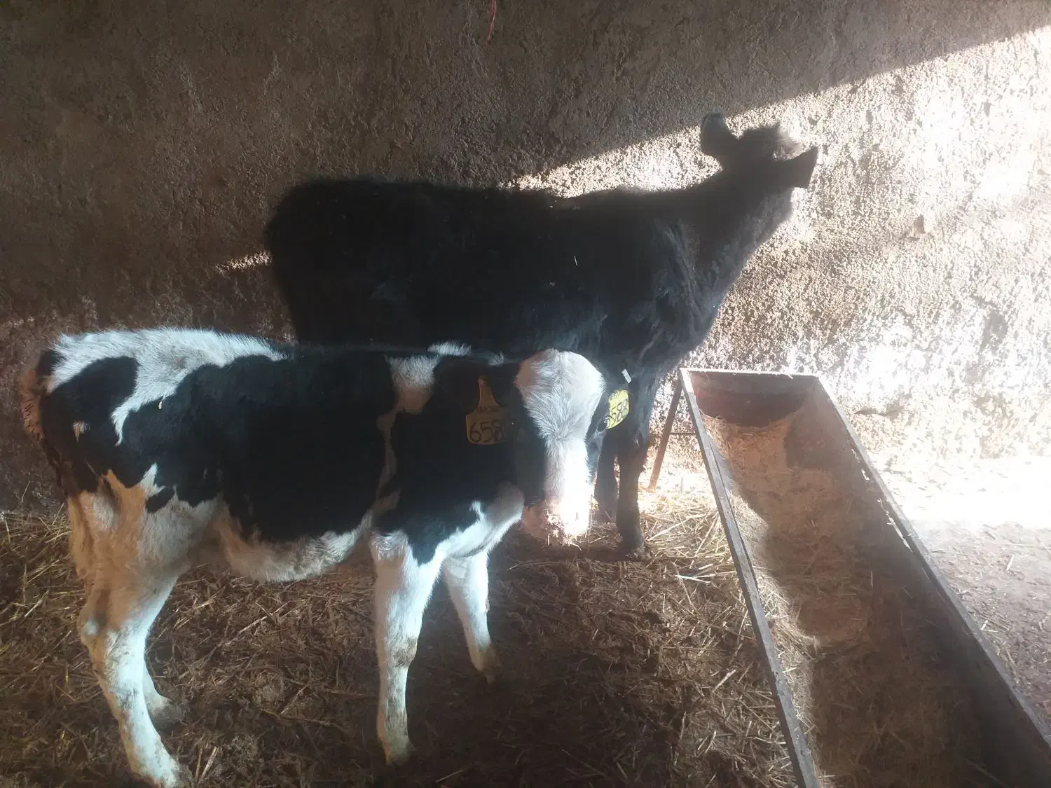 گوساله|حیوانات مزرعه|بشاریات, |دیوار