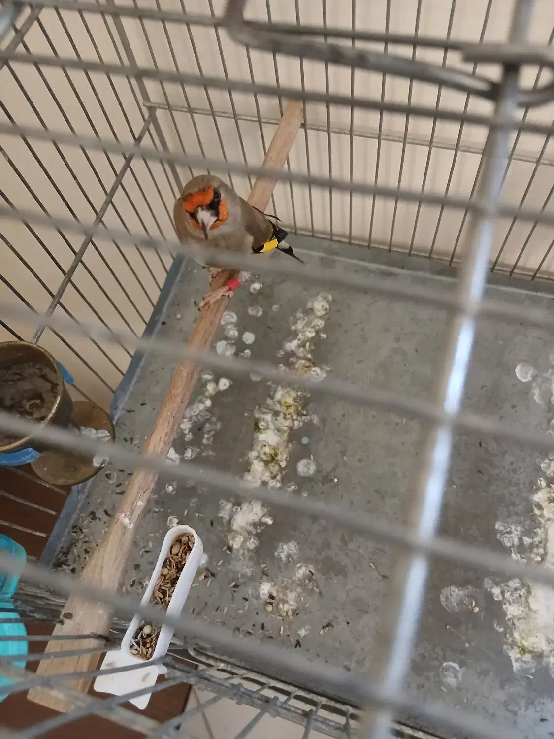 سهره دورگ کرمونی|پرنده|تهران, شهرک شهید باقری|دیوار