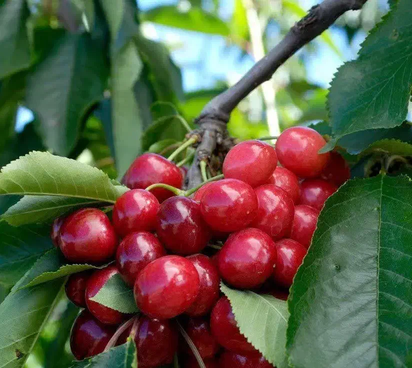 اغاز پیشفروش نهال گیلاس رژینا|خدمات باغبانی و درختکاری|دورود, |دیوار