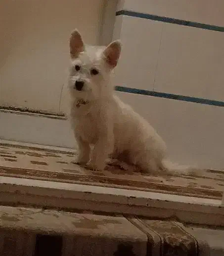 پاکوتاه شیتزو جنسیت نر|سگ|تبریز, |دیوار