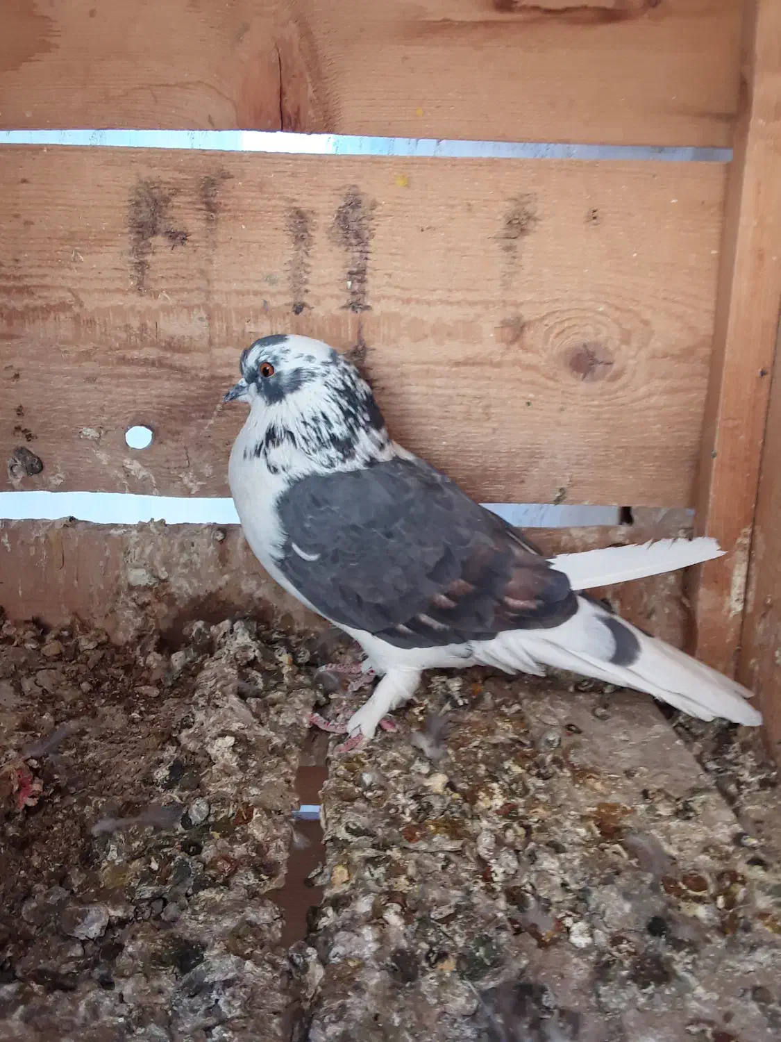 کبوتر|پرنده|ساوه, |دیوار