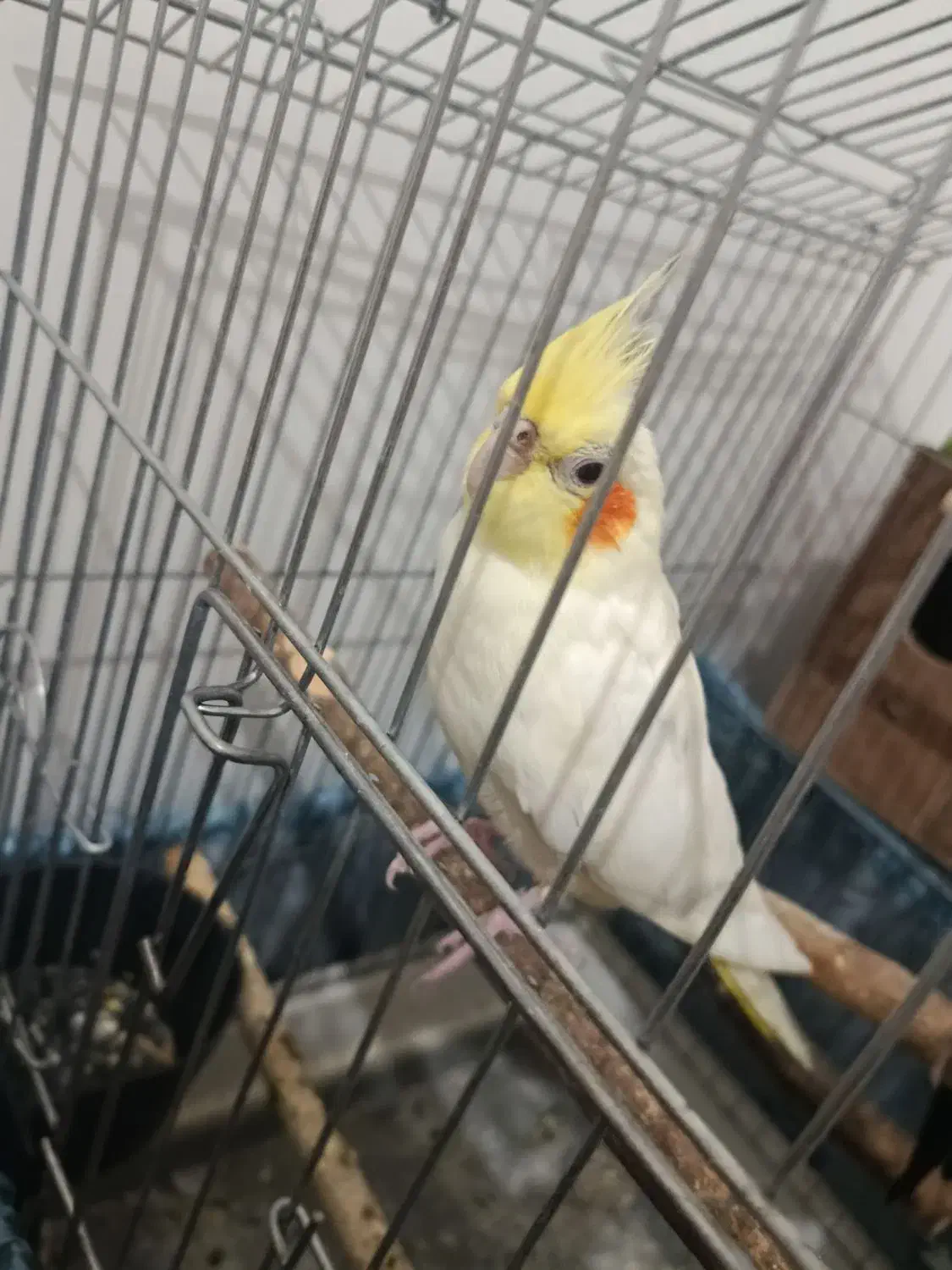 یک جفت عروس هلندی|پرنده|تاکستان, |دیوار